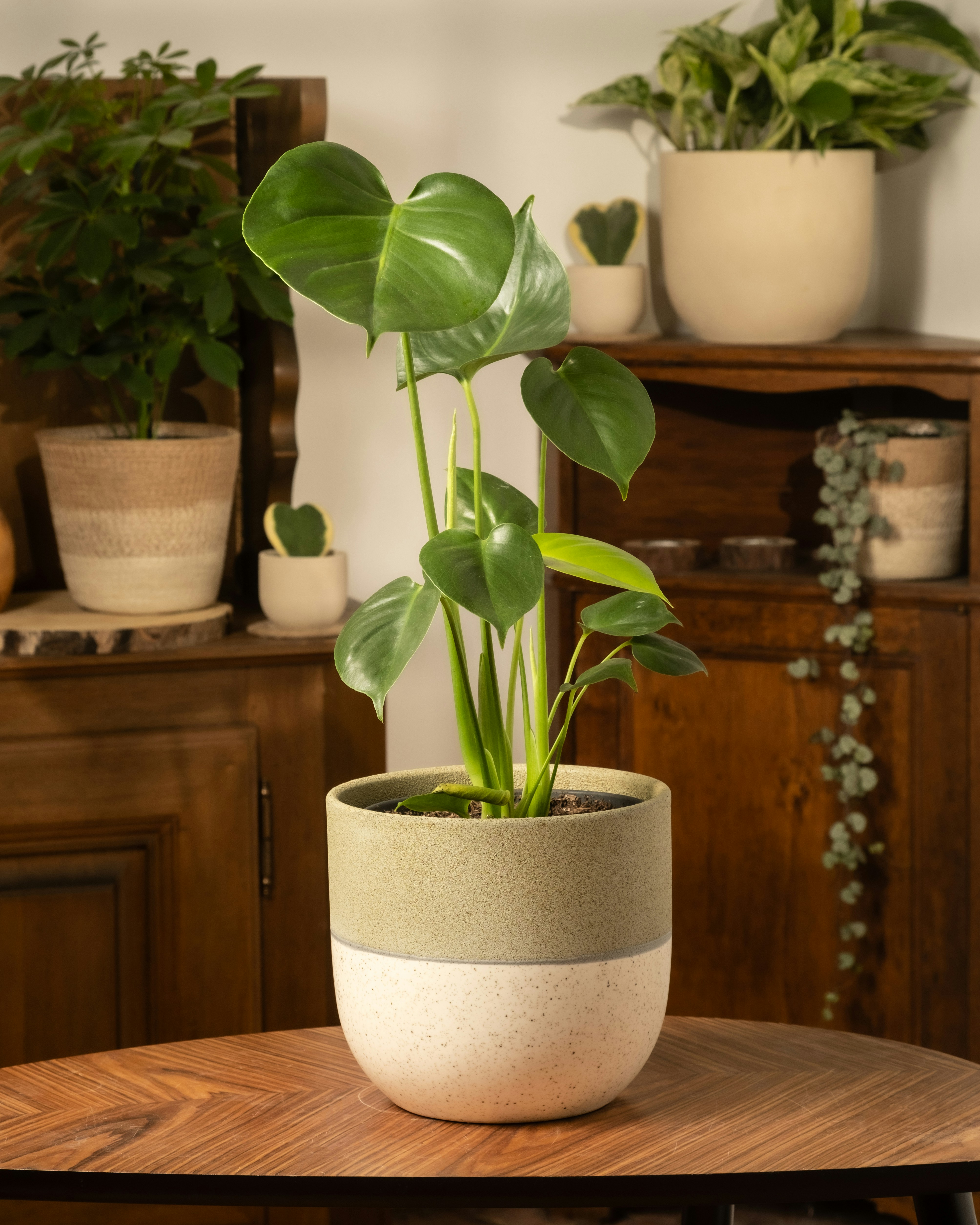 Photo by feeypflanzen