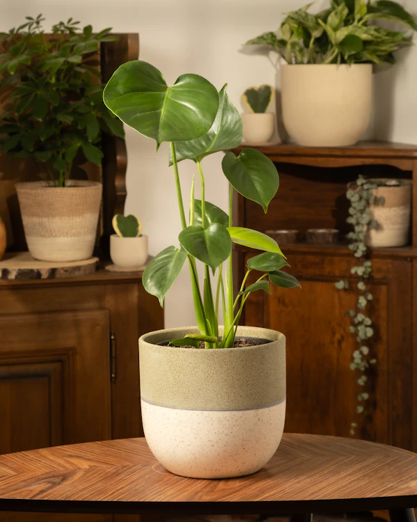 Plantas em vasos sobre uma mesa de madeira
