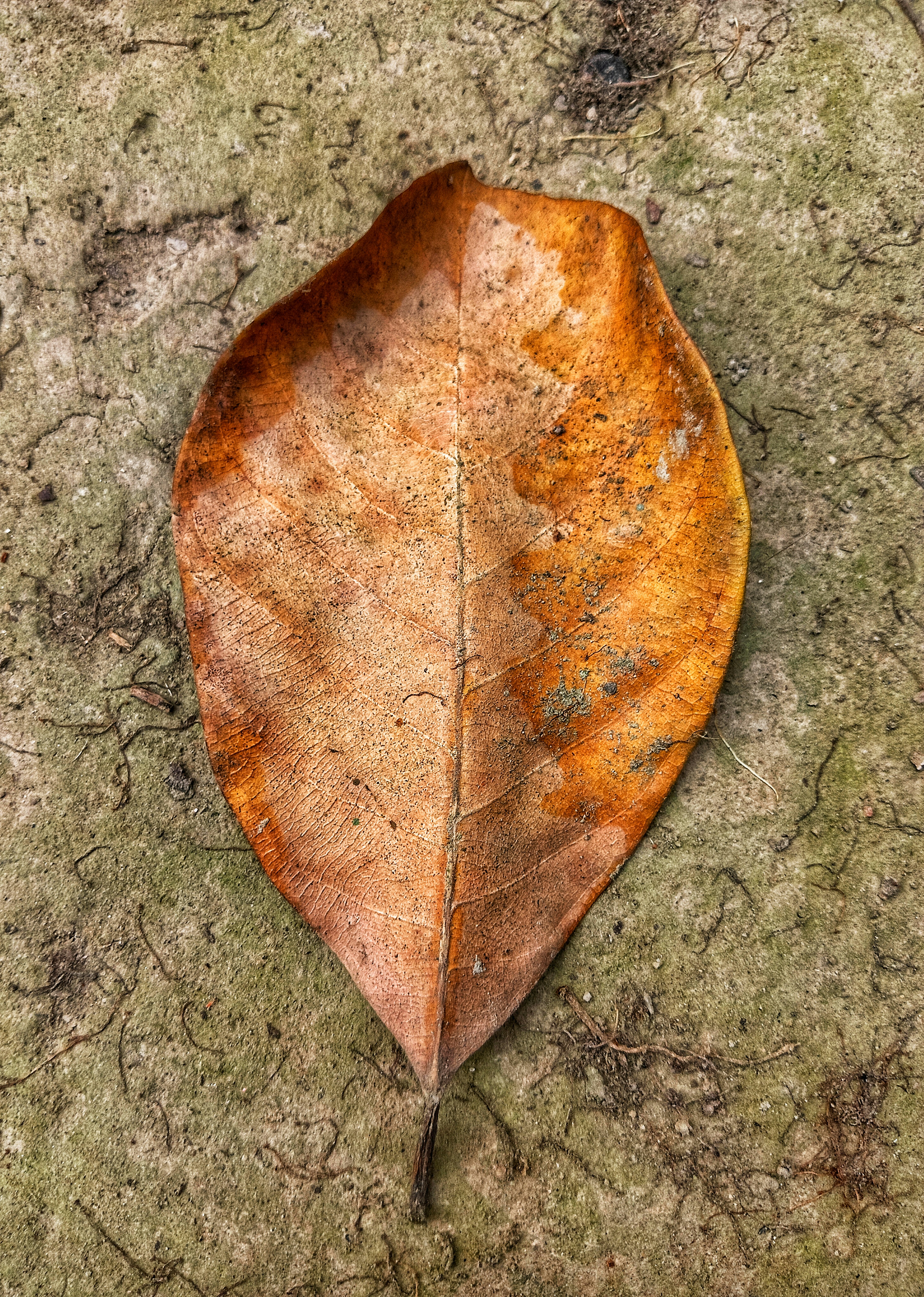 A single brown leaf lies on textured ground.