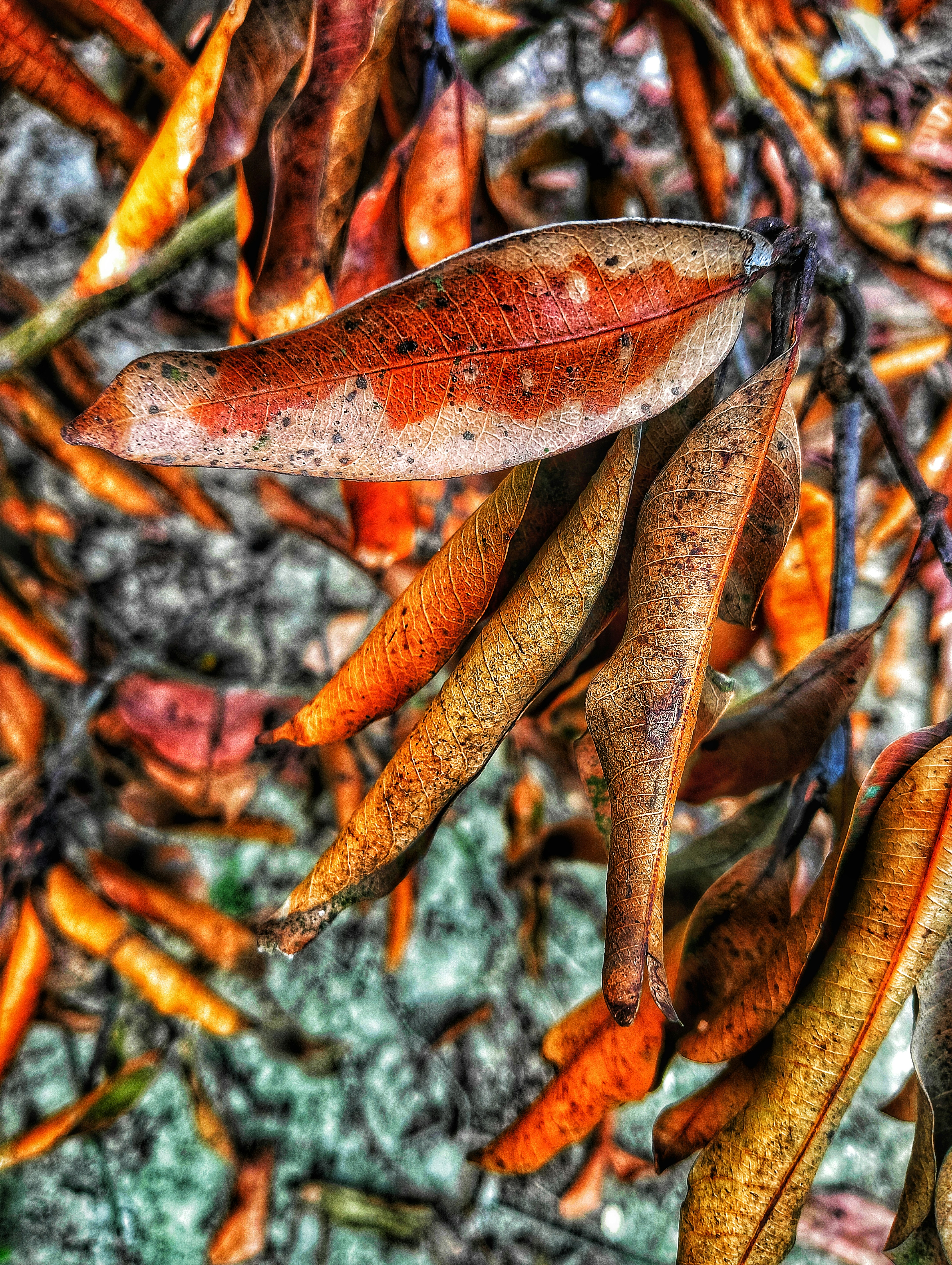 Dry, colorful leaves hang from tree branches.