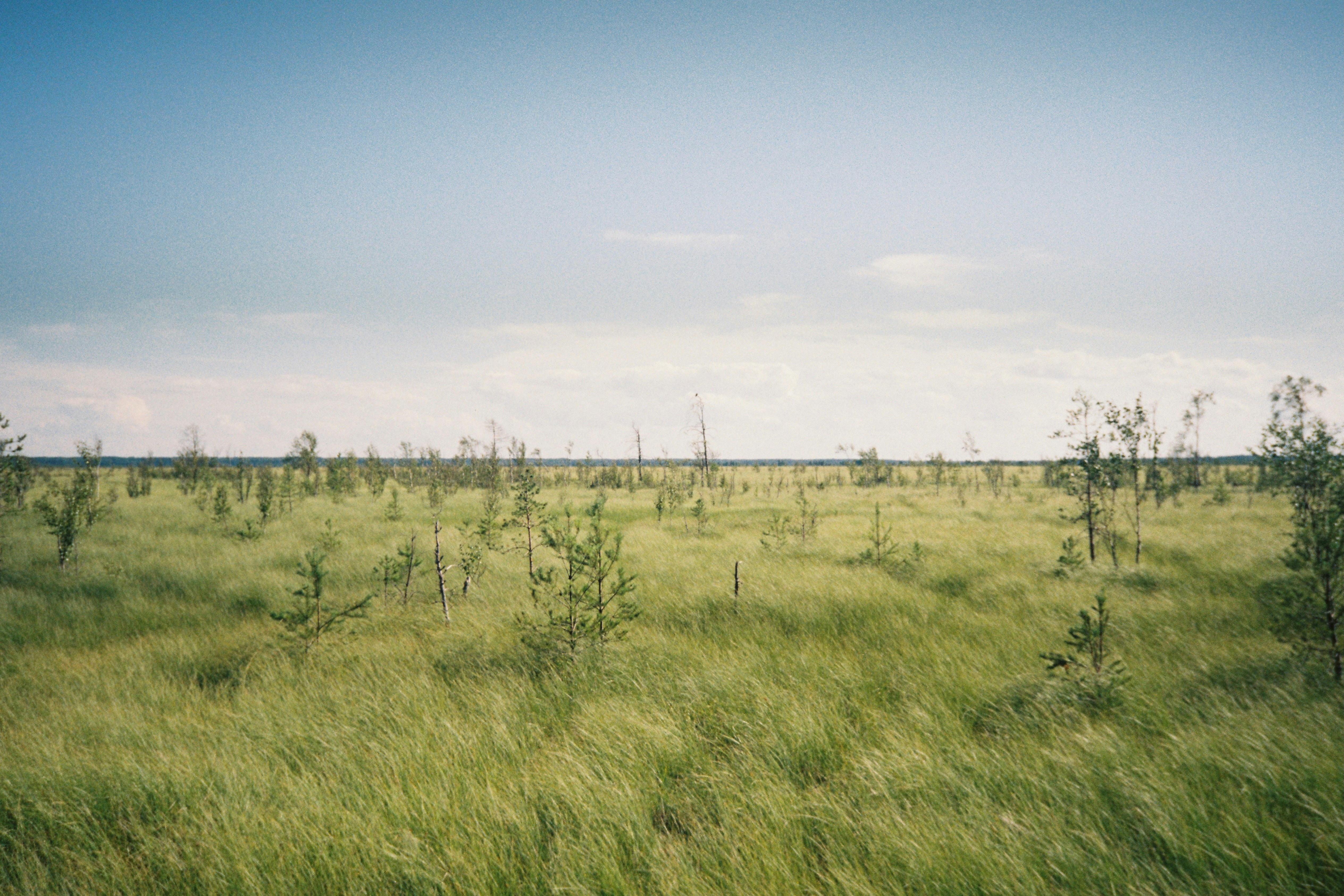 Grassy field with sparse trees under a blue sky. photo – Free Land ...