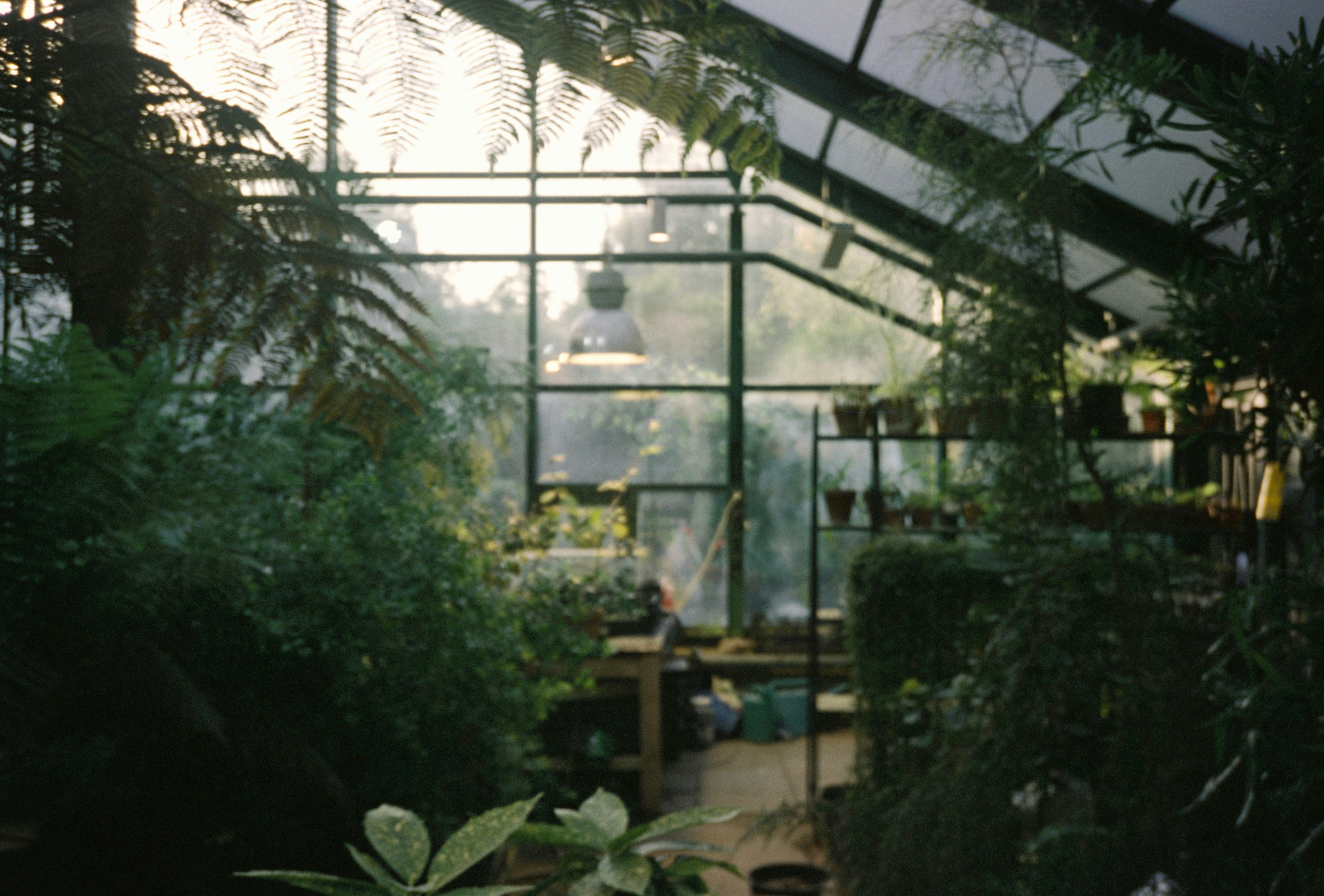 Beautiful greenhouse interior with natural sunlight