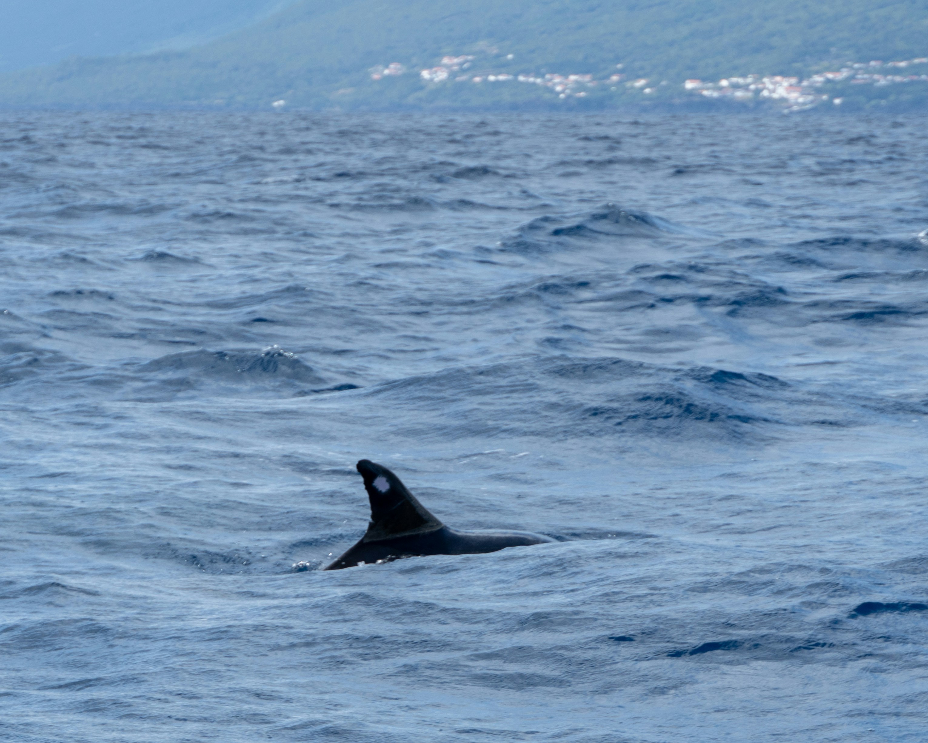 An orca's fin breaking the surface of the ocean.