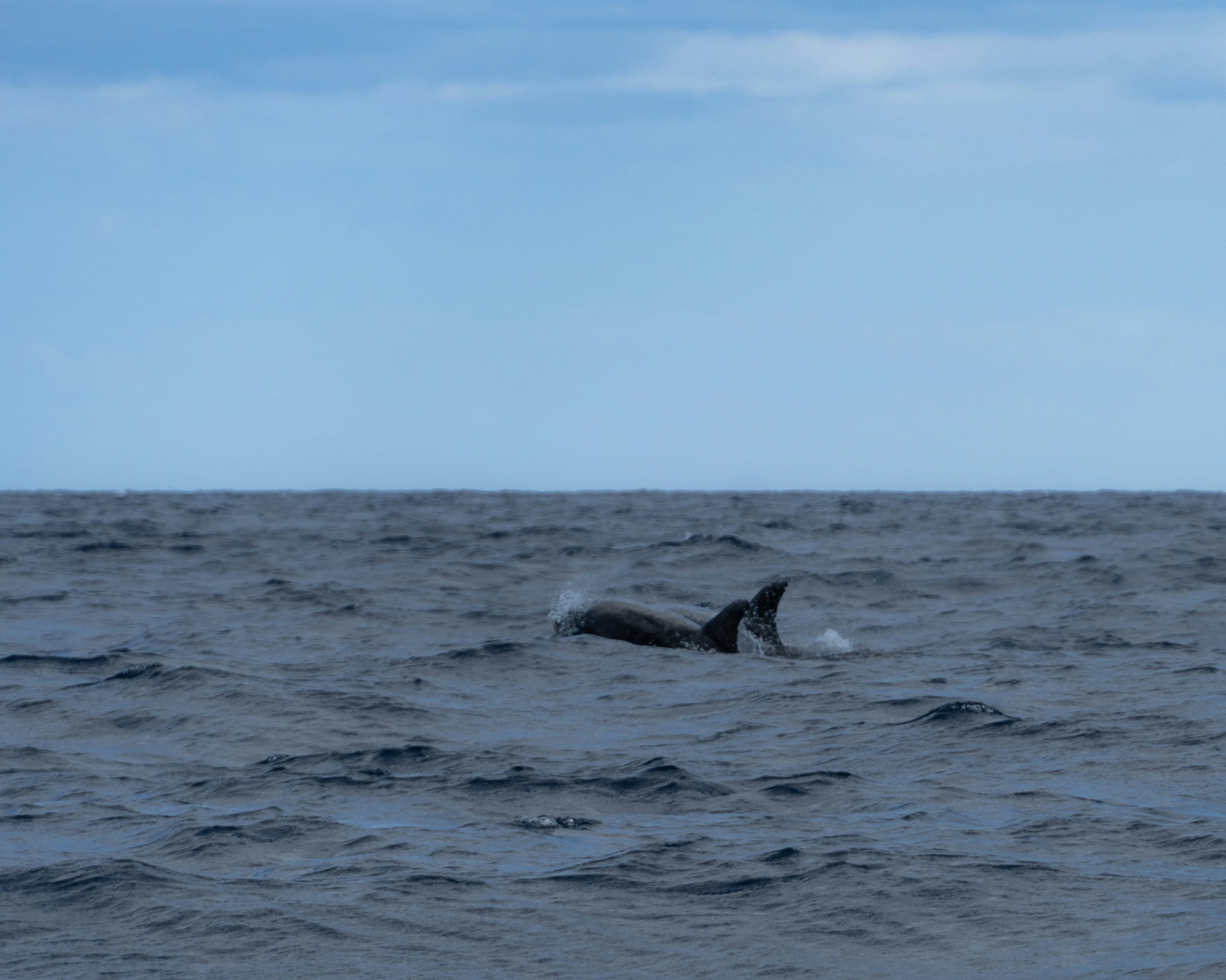 Dolphins swim and jump in the ocean water.