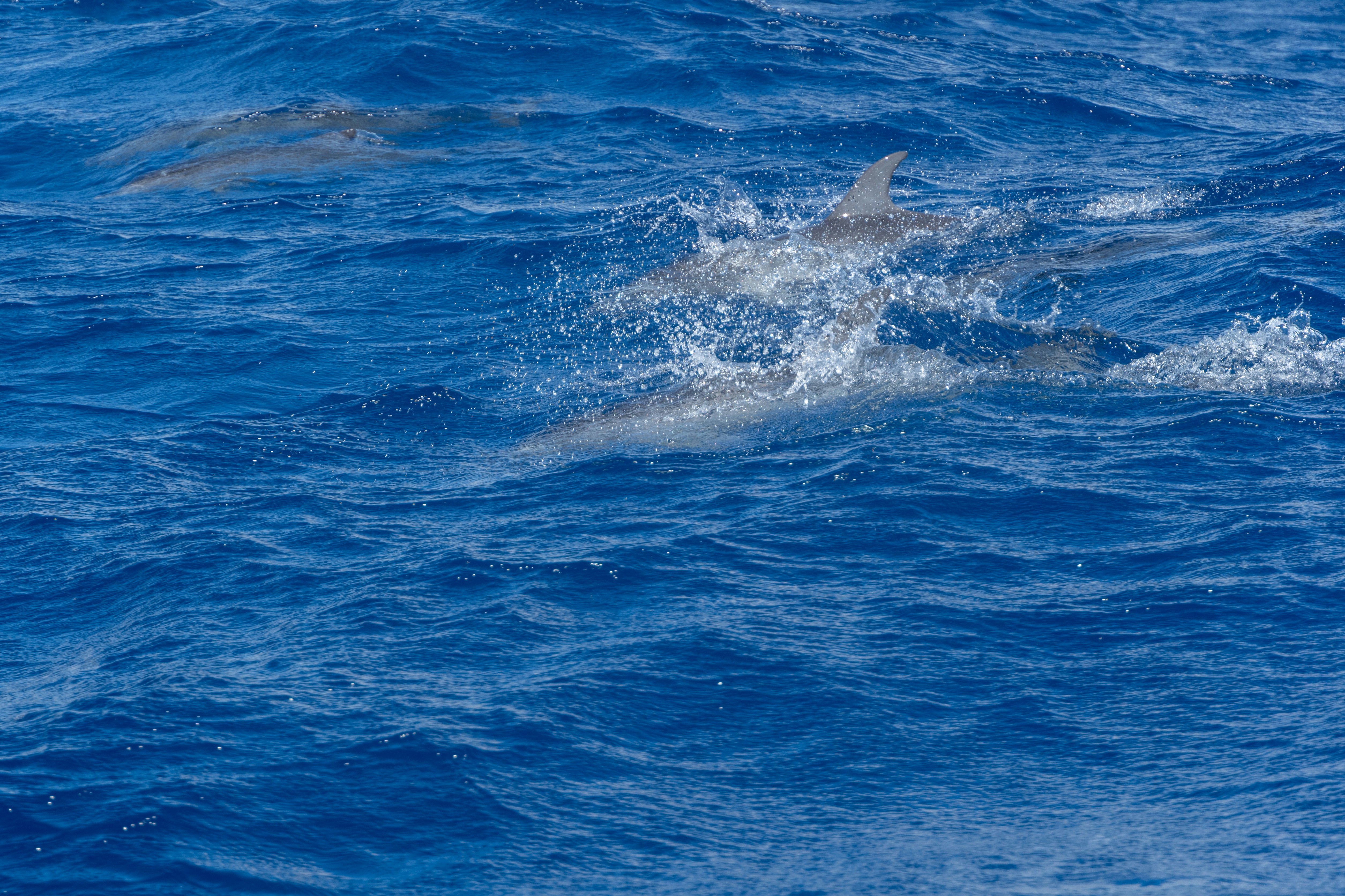Dolphins splashing and swimming in the ocean.