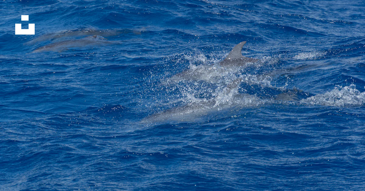 Dolphin Splashing Dolphins splashing and swimming in the ocean. photo – Free Sea Image on ...