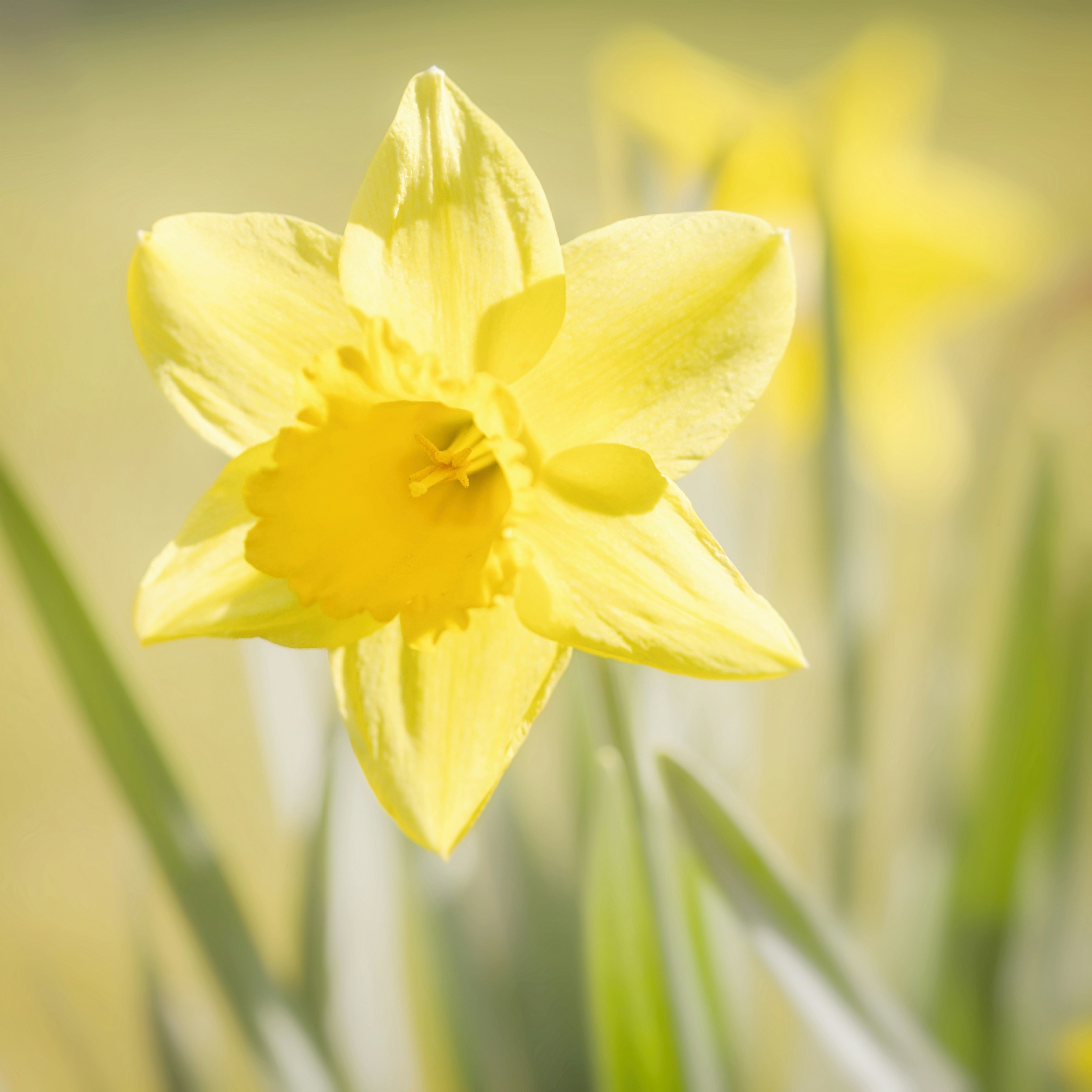 Beautiful yellow daffodil blooms in the sunlight.