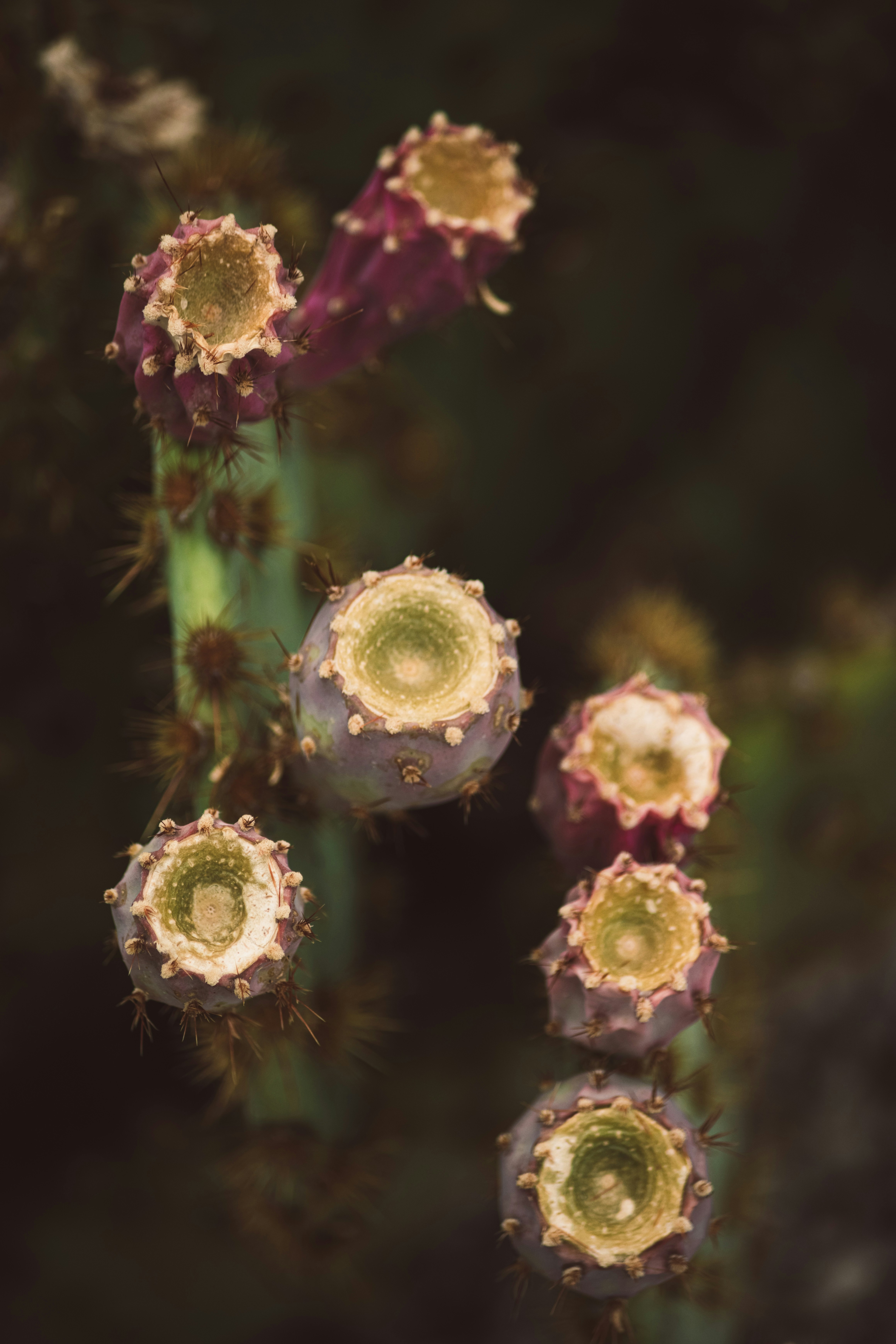 Gezeigt werden Kaktusblüten mit violetten Früchten.