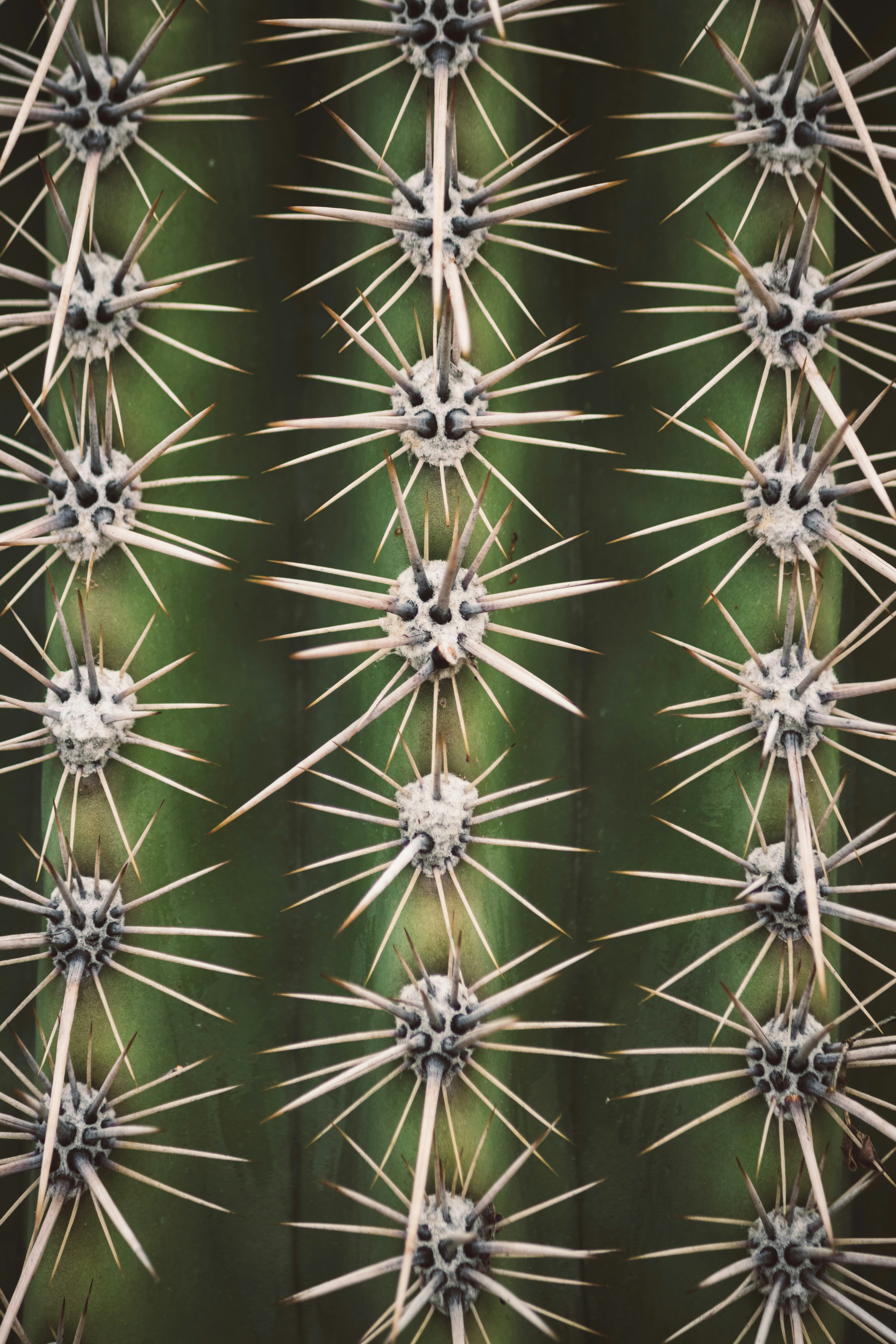Nahaufnahme von Kaktusstacheln und grüner Haut.