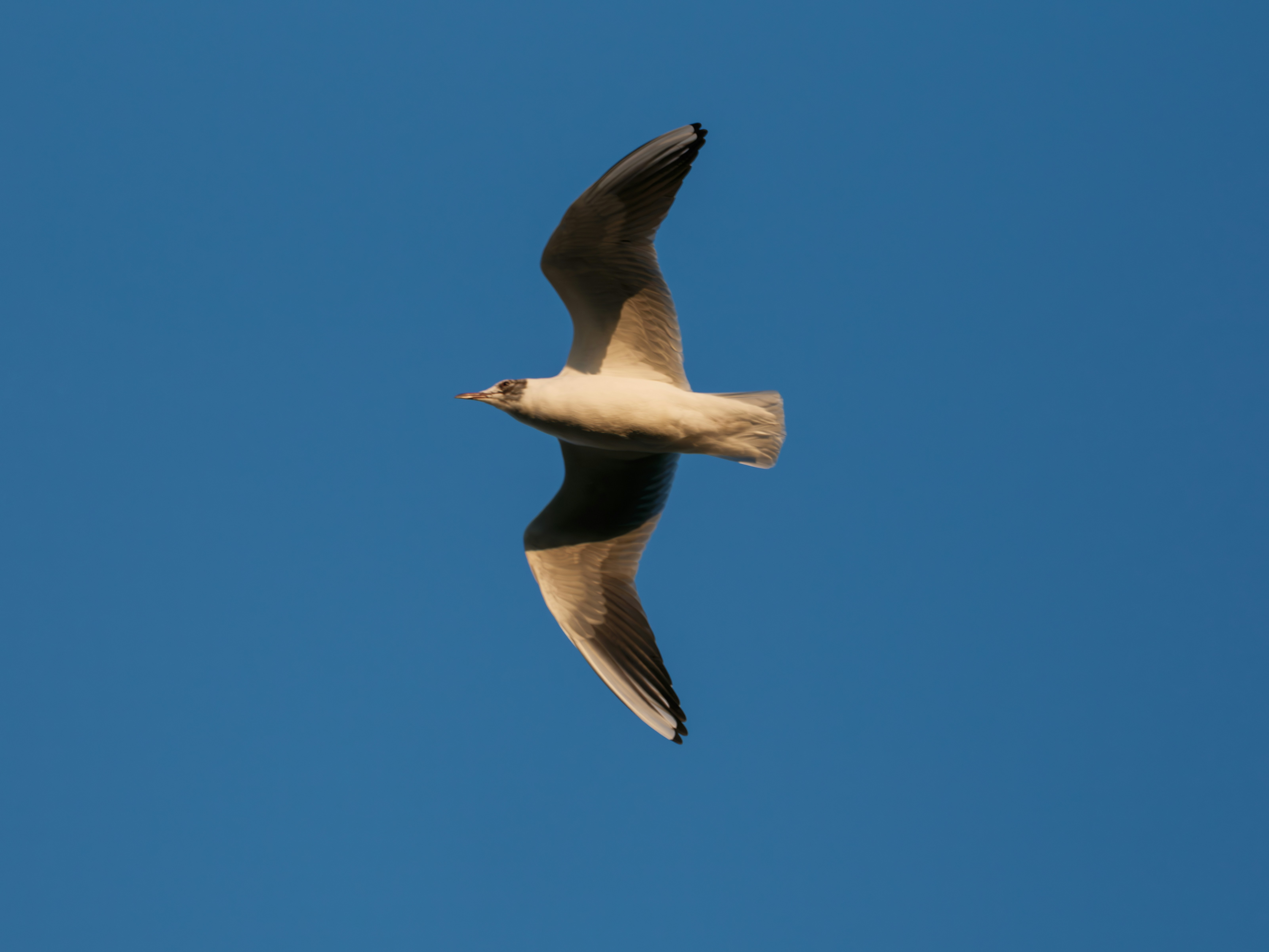 Photo by haberdoedas