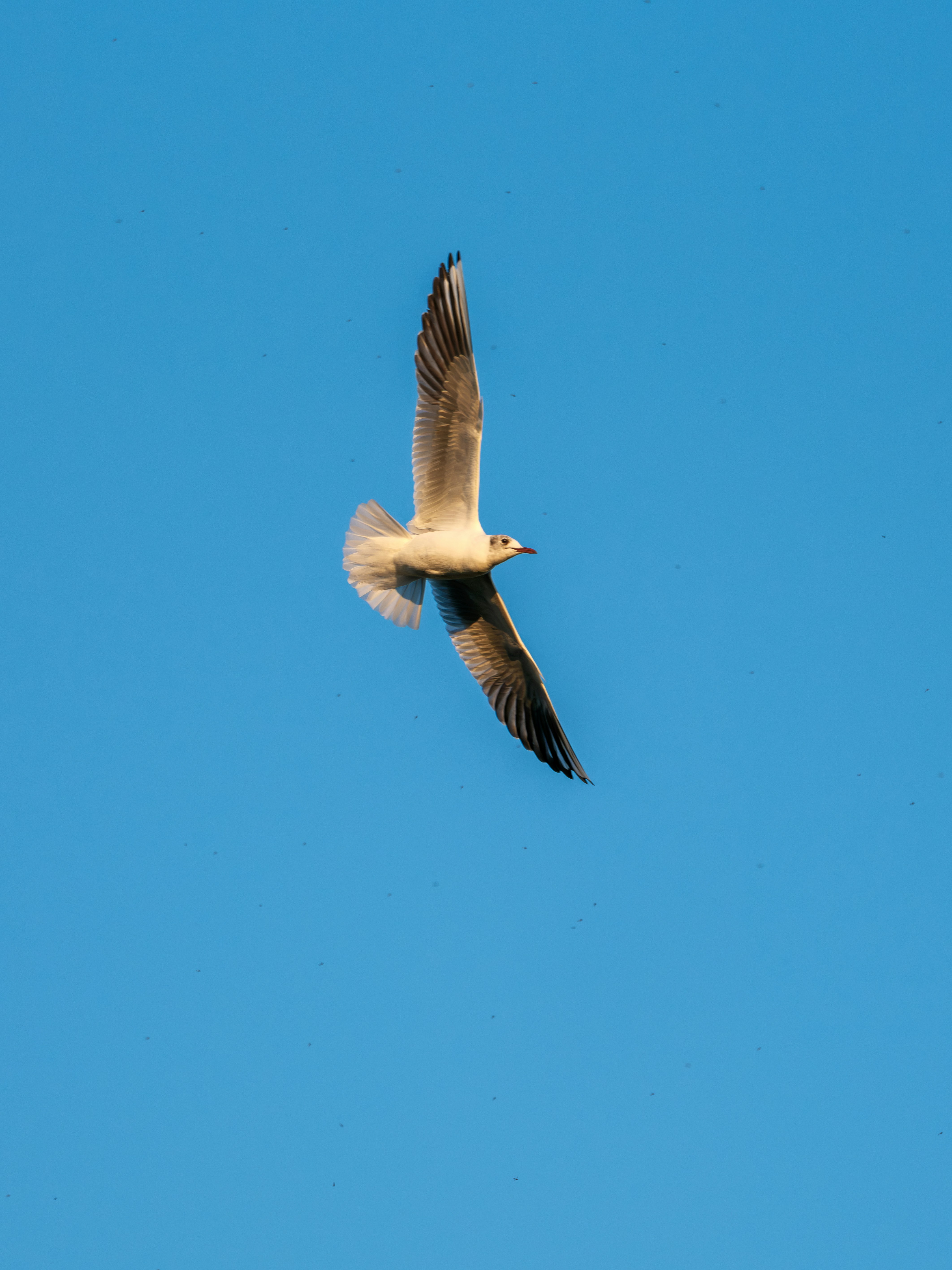 Photo by haberdoedas