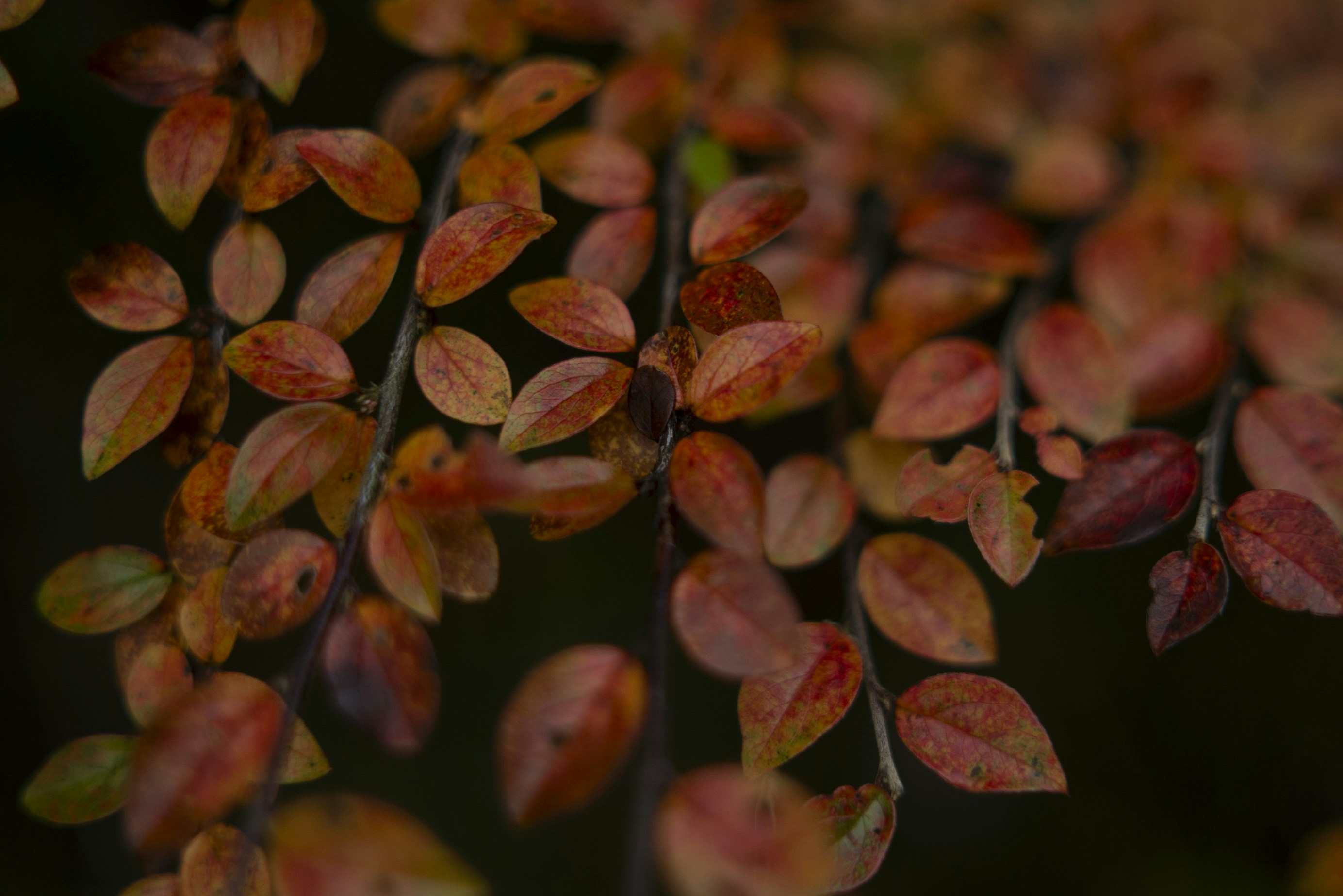 Photo by acinomferreira