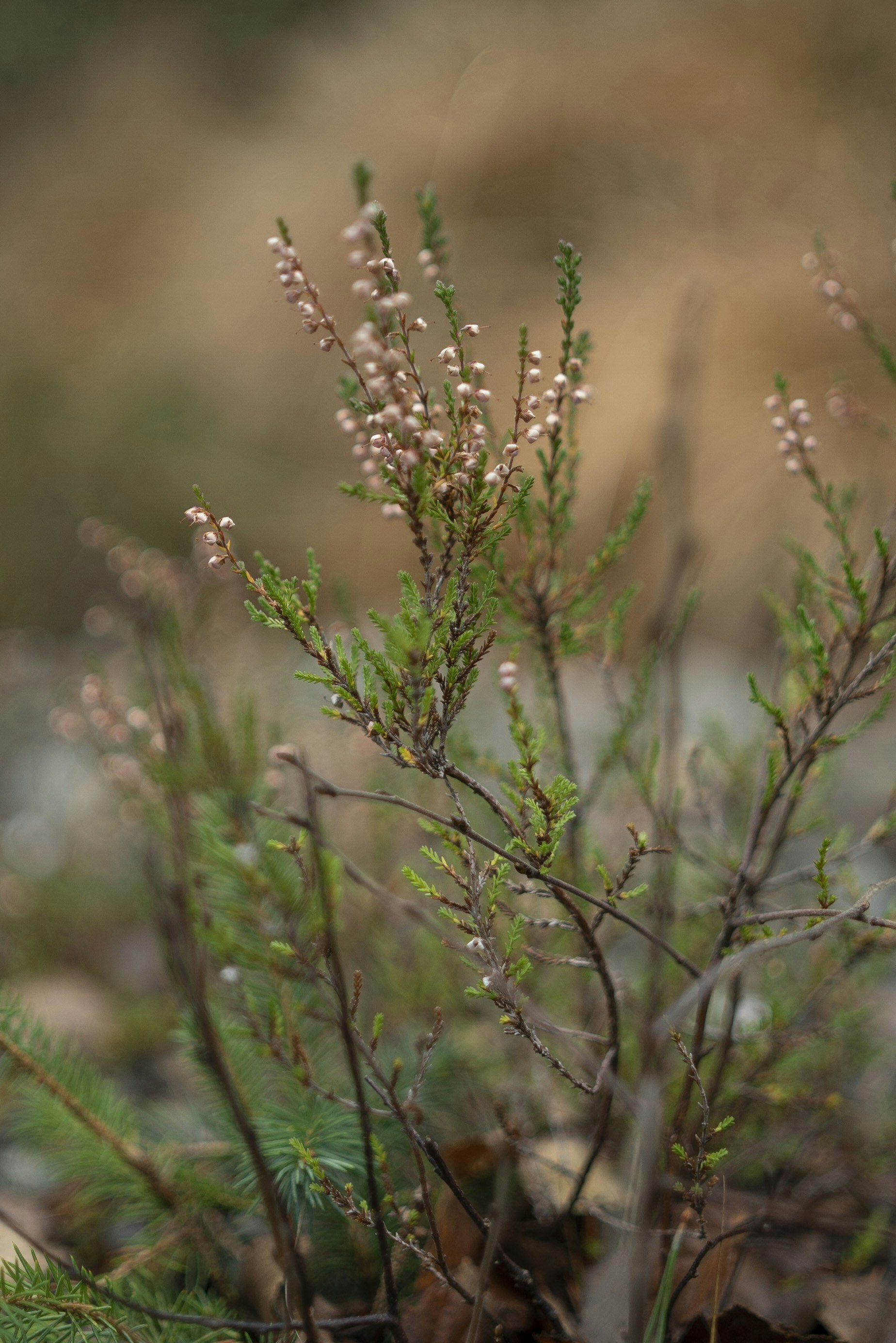 Photo by acinomferreira