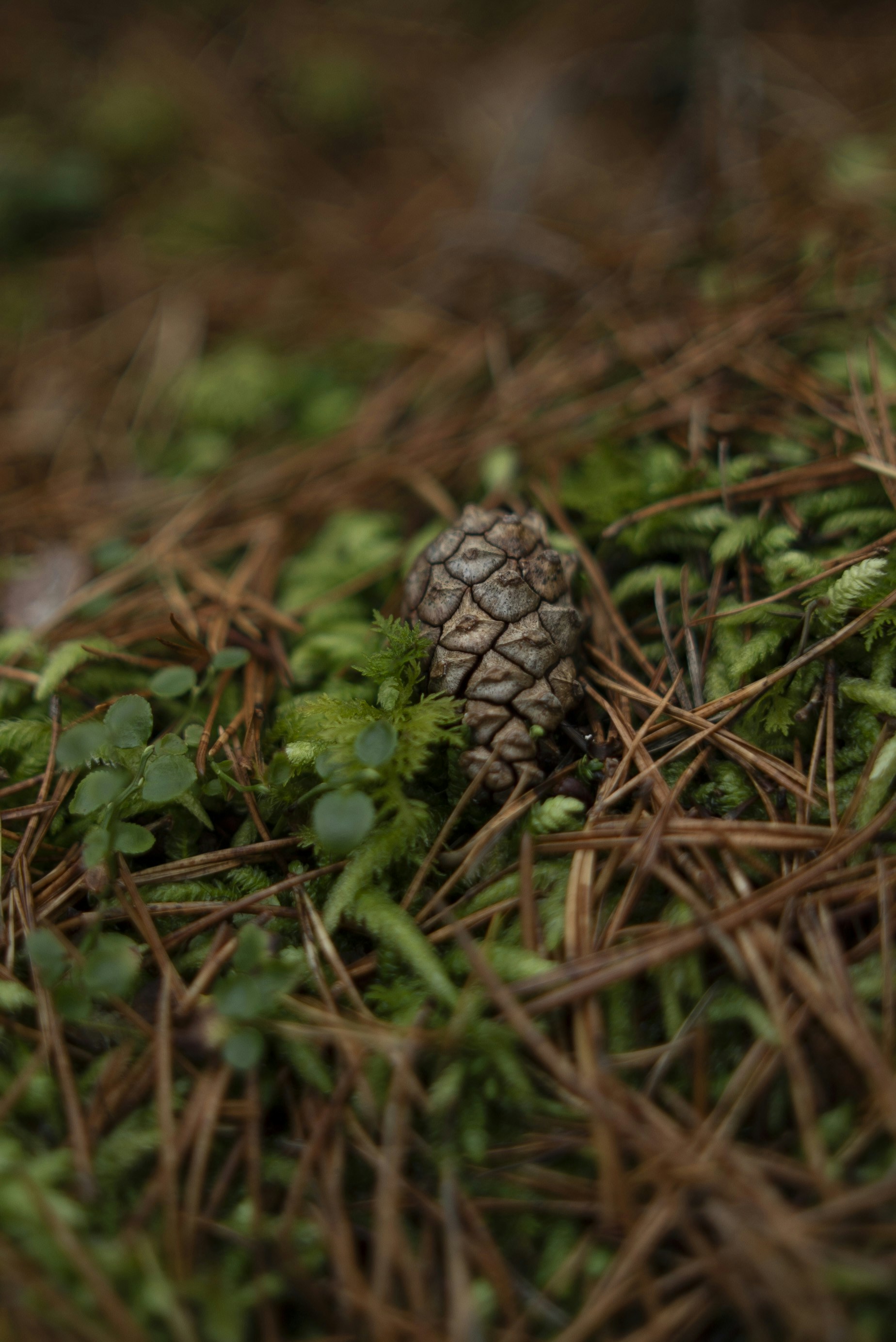 A pinecone rests on forest floor.