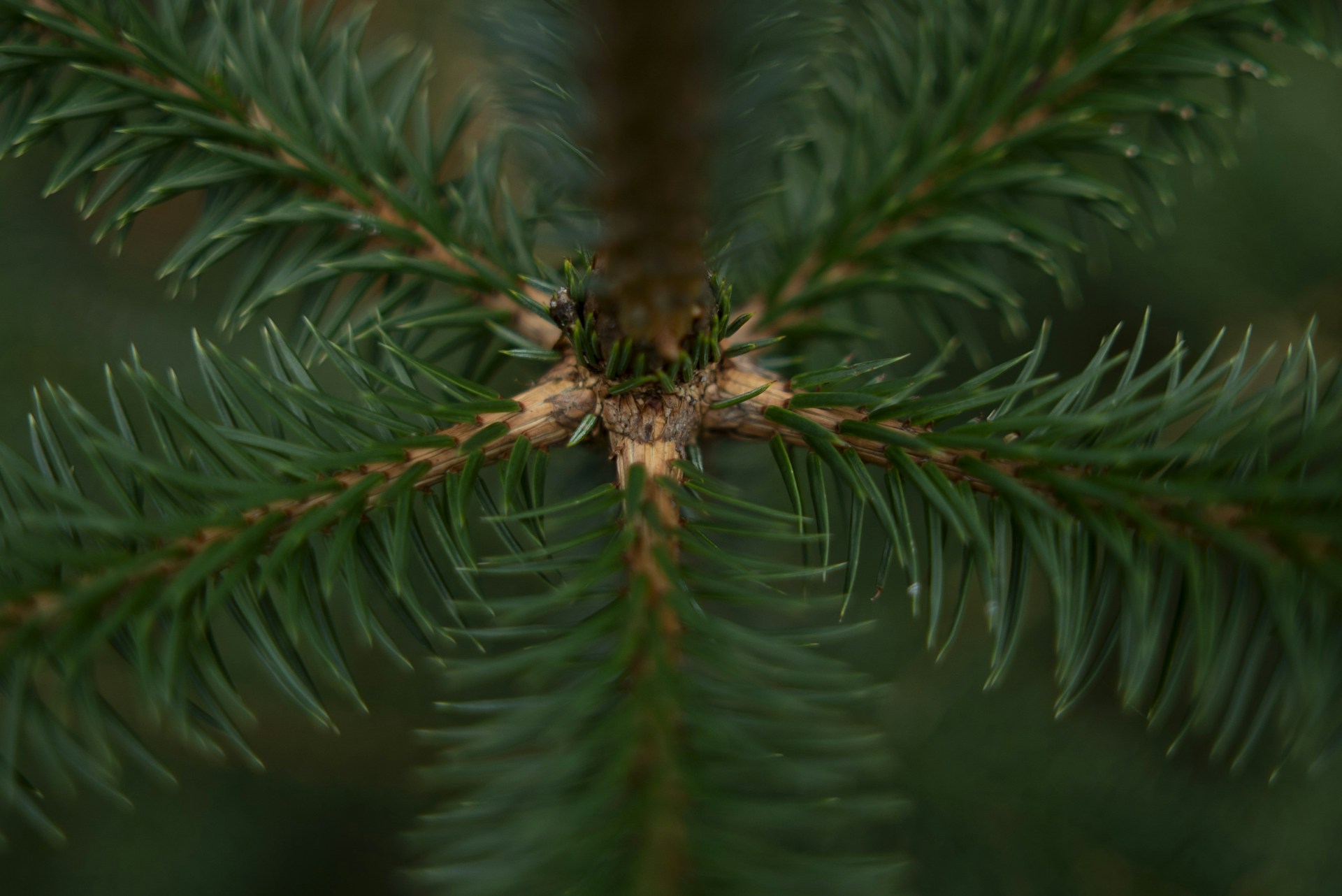 Close-up shows the symmetry of evergreen tree branches.