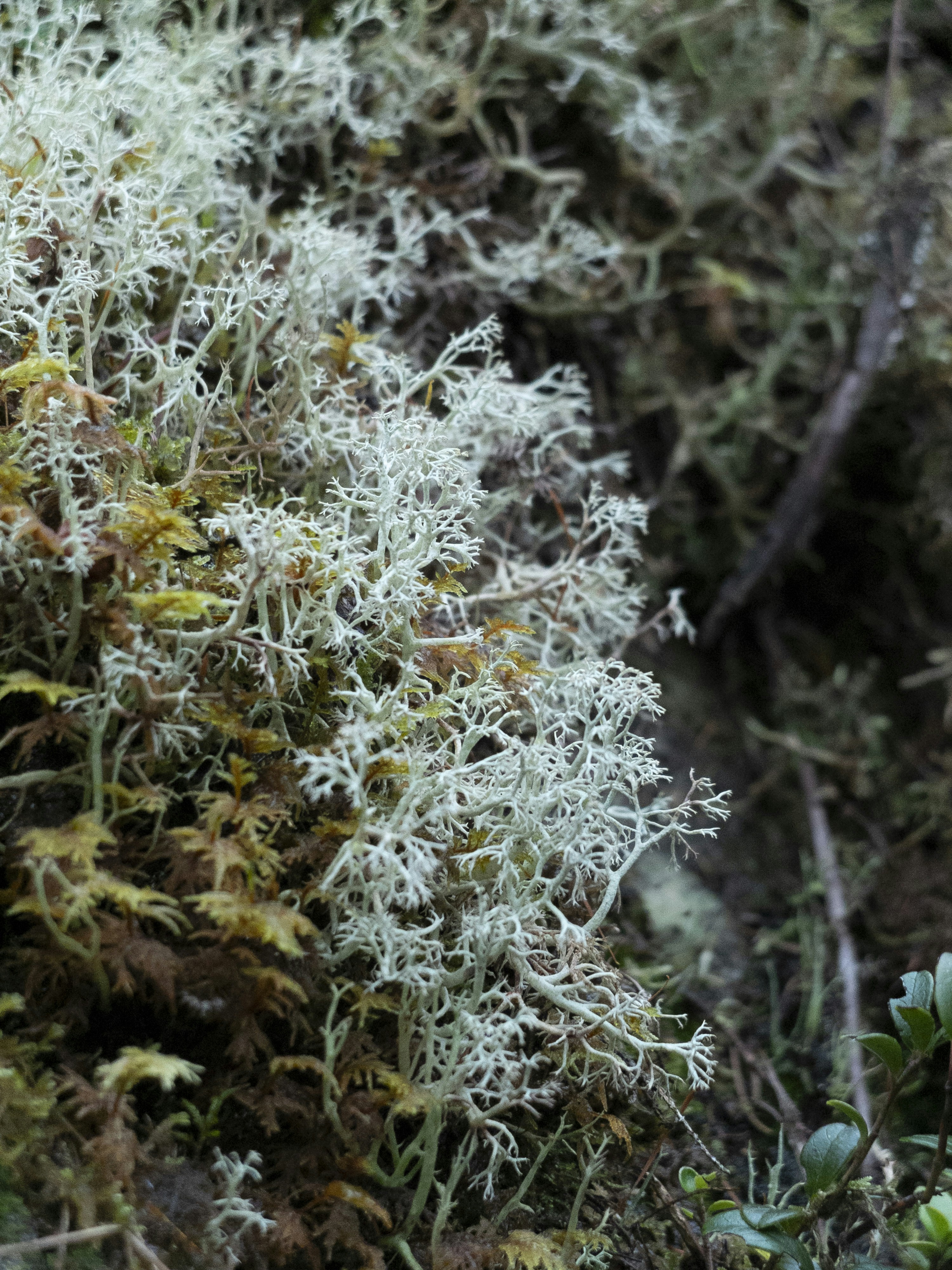 Photo by acinomferreira