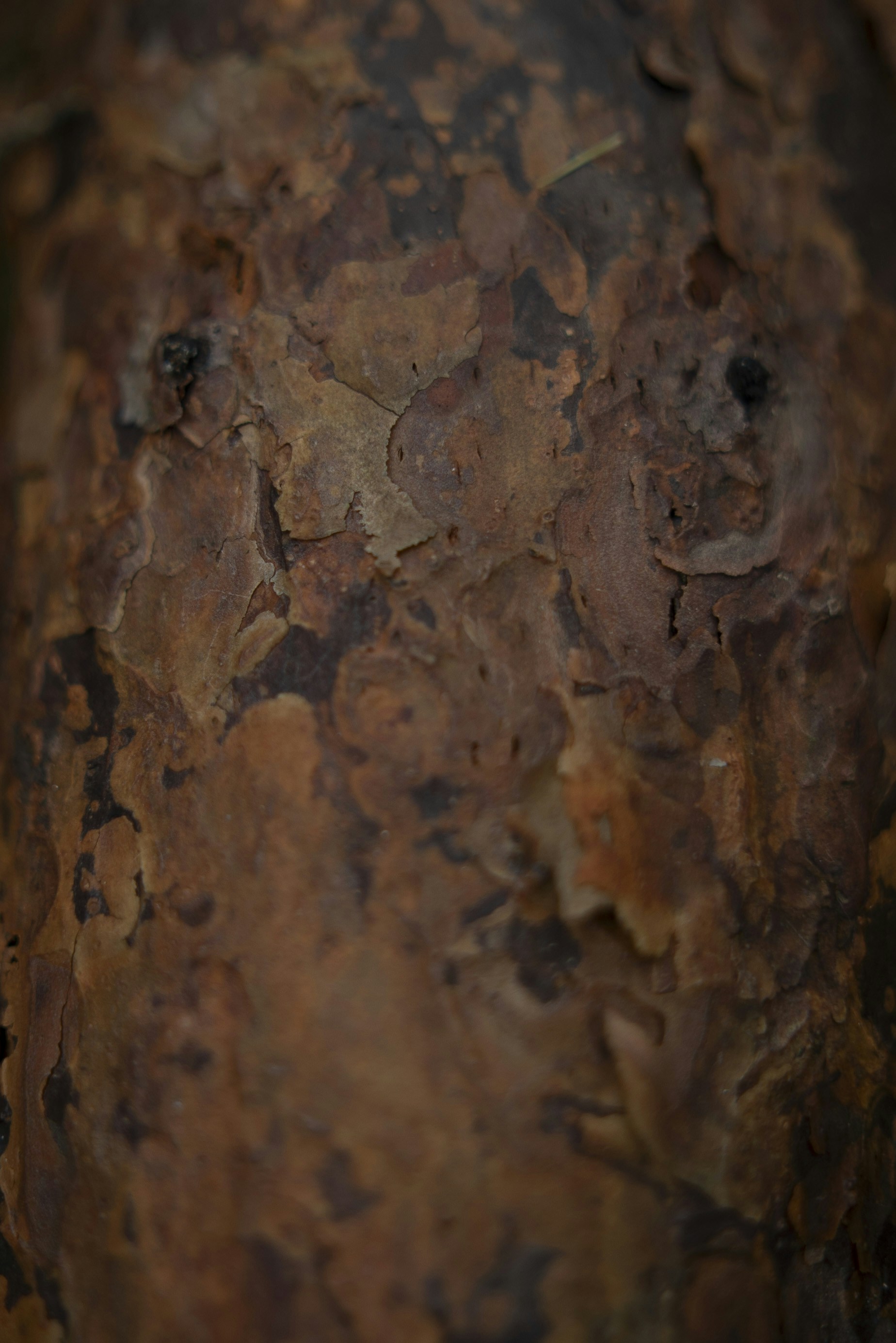 Close-up image of textured tree bark.