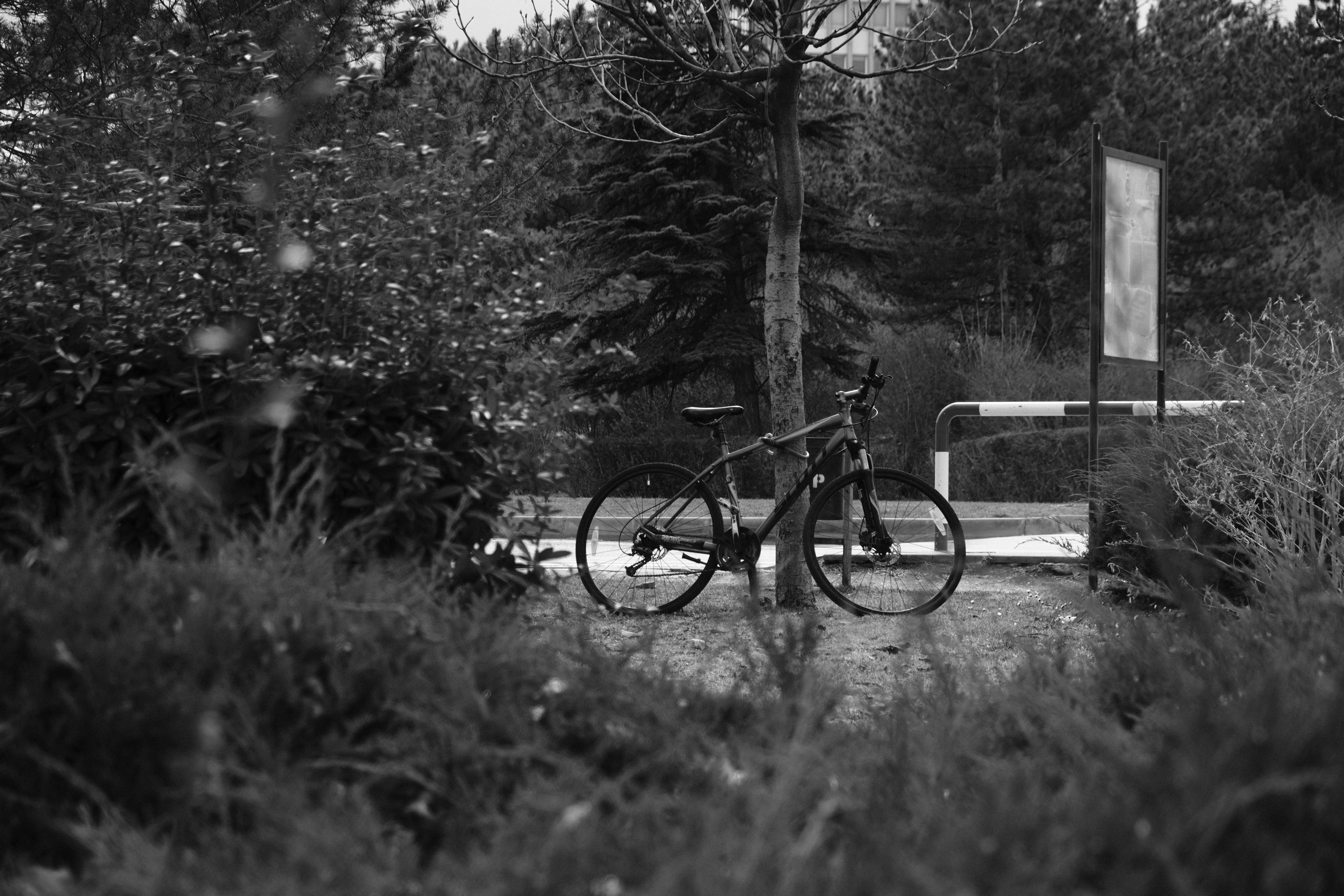 A bicycle is parked beside a tree outdoors.