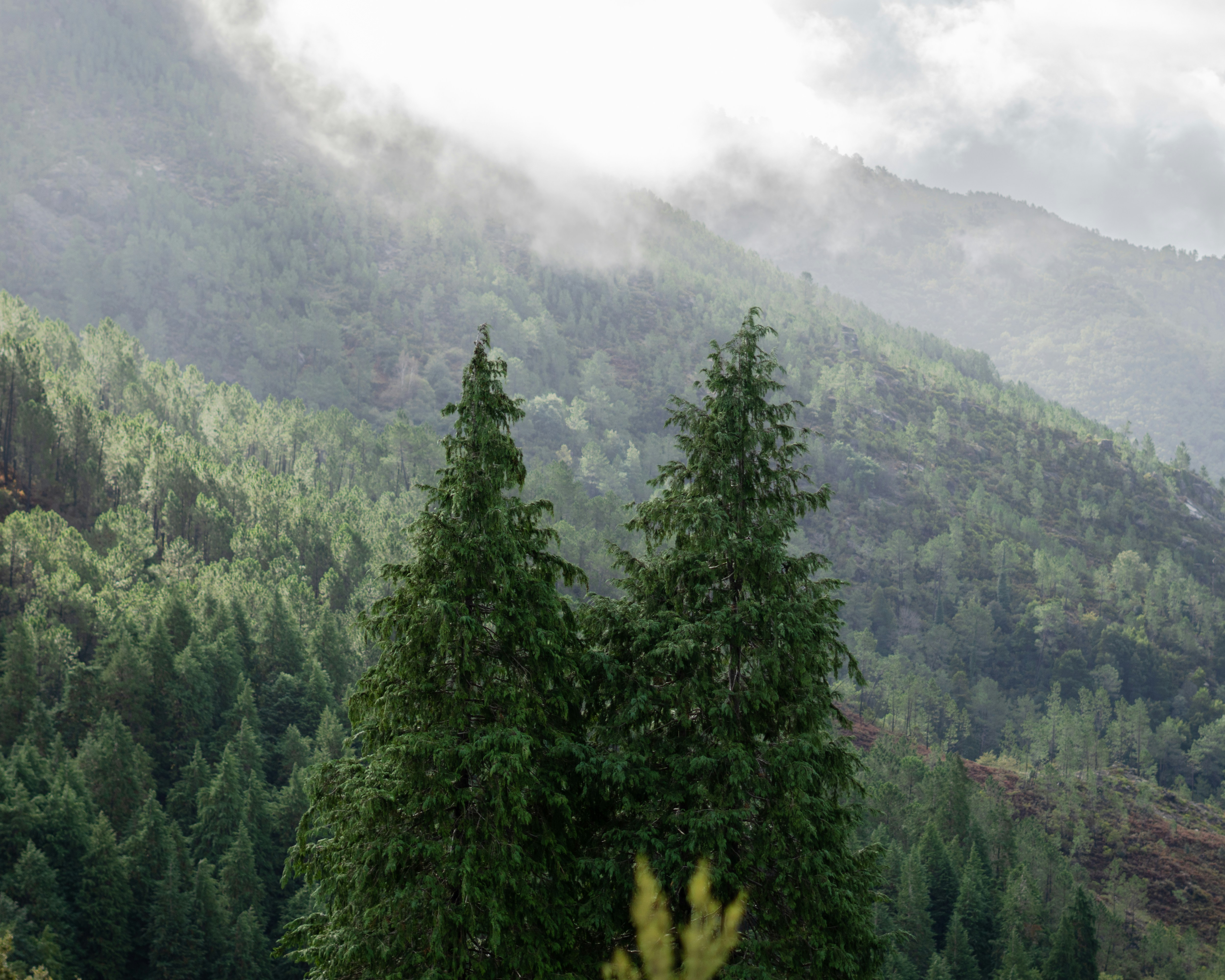 Trees stand before a misty mountain.