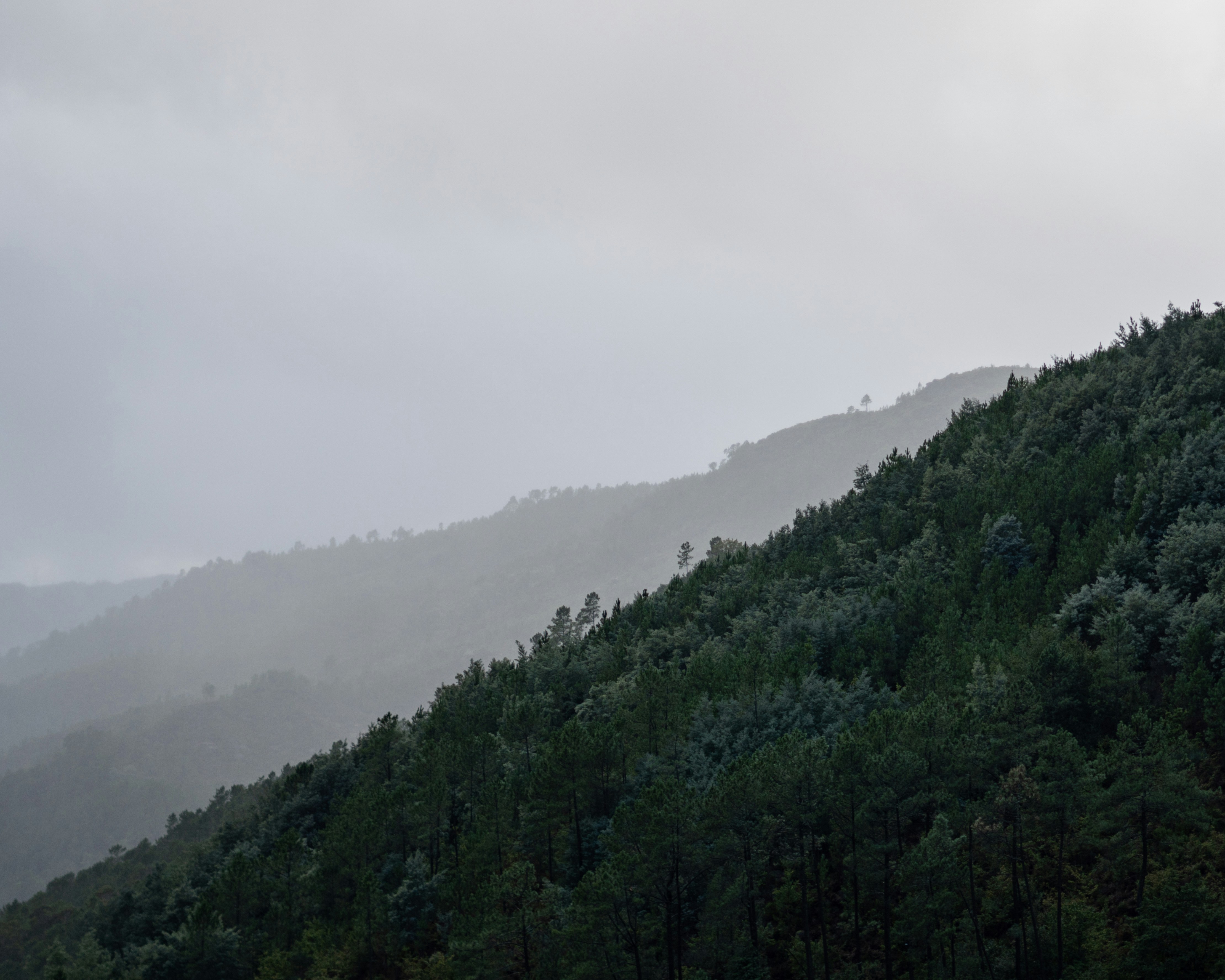 Foggy mountains covered in lush green trees.
