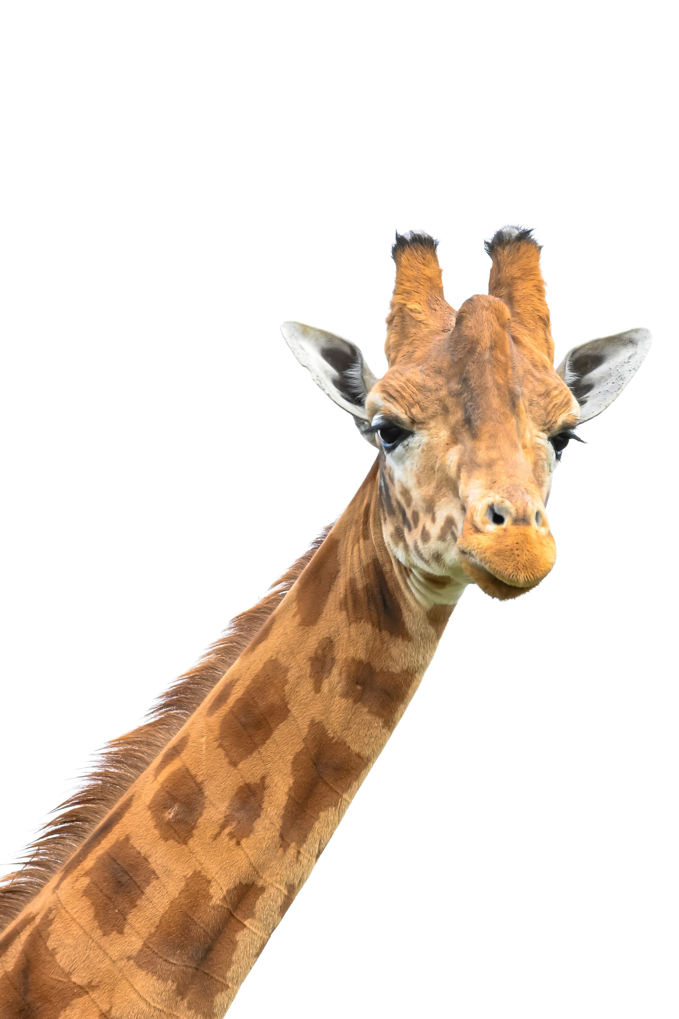 A giraffe with its long neck is in focus.