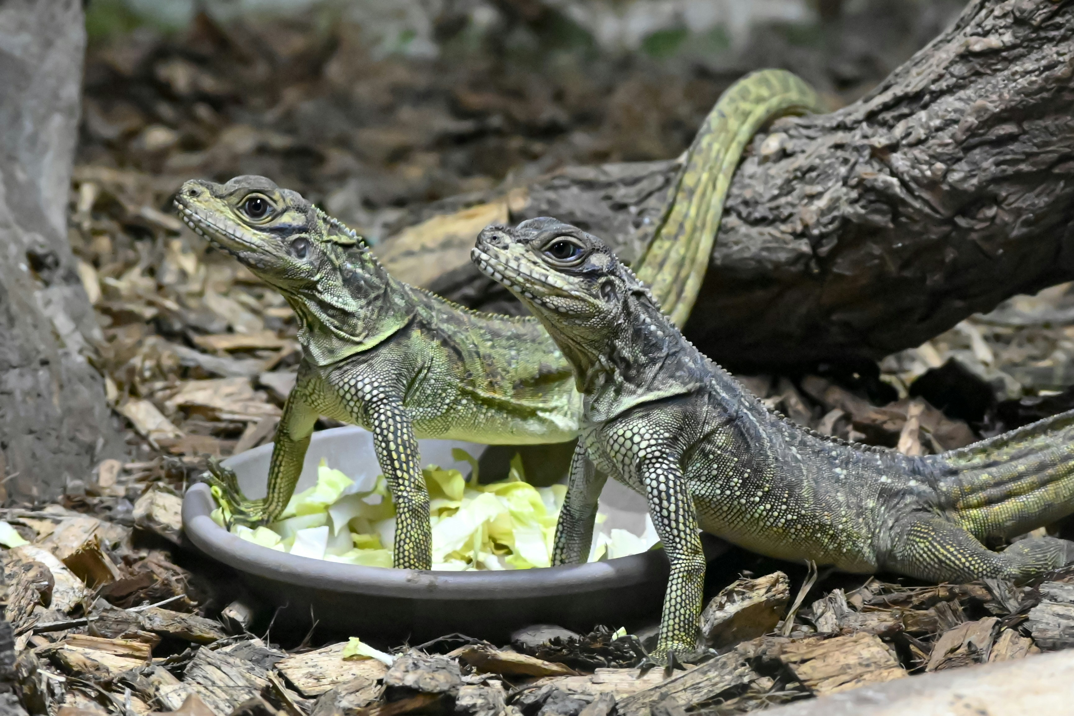Two lizards are eating from a bowl of food.