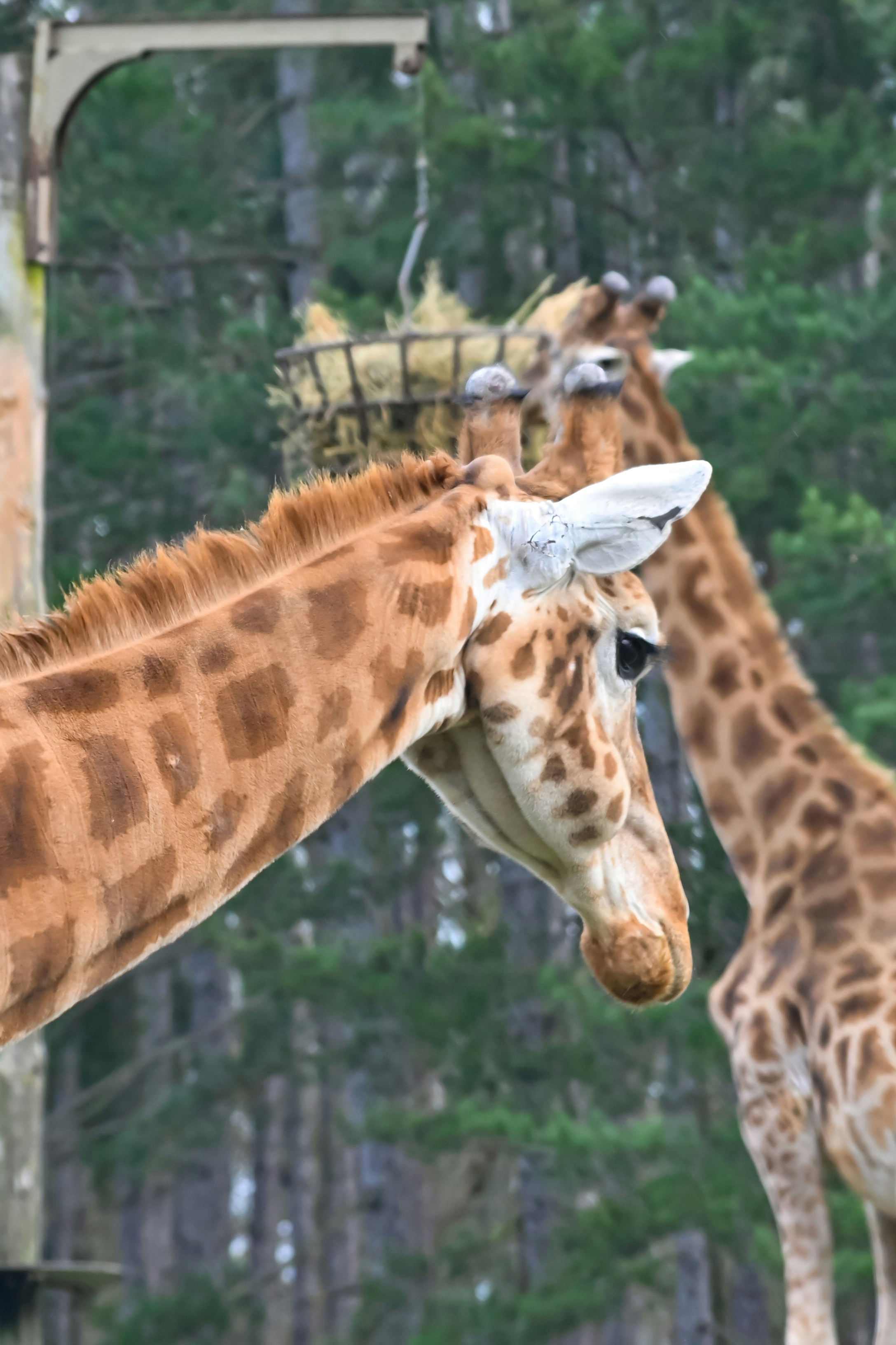 Two giraffes are standing together near food.