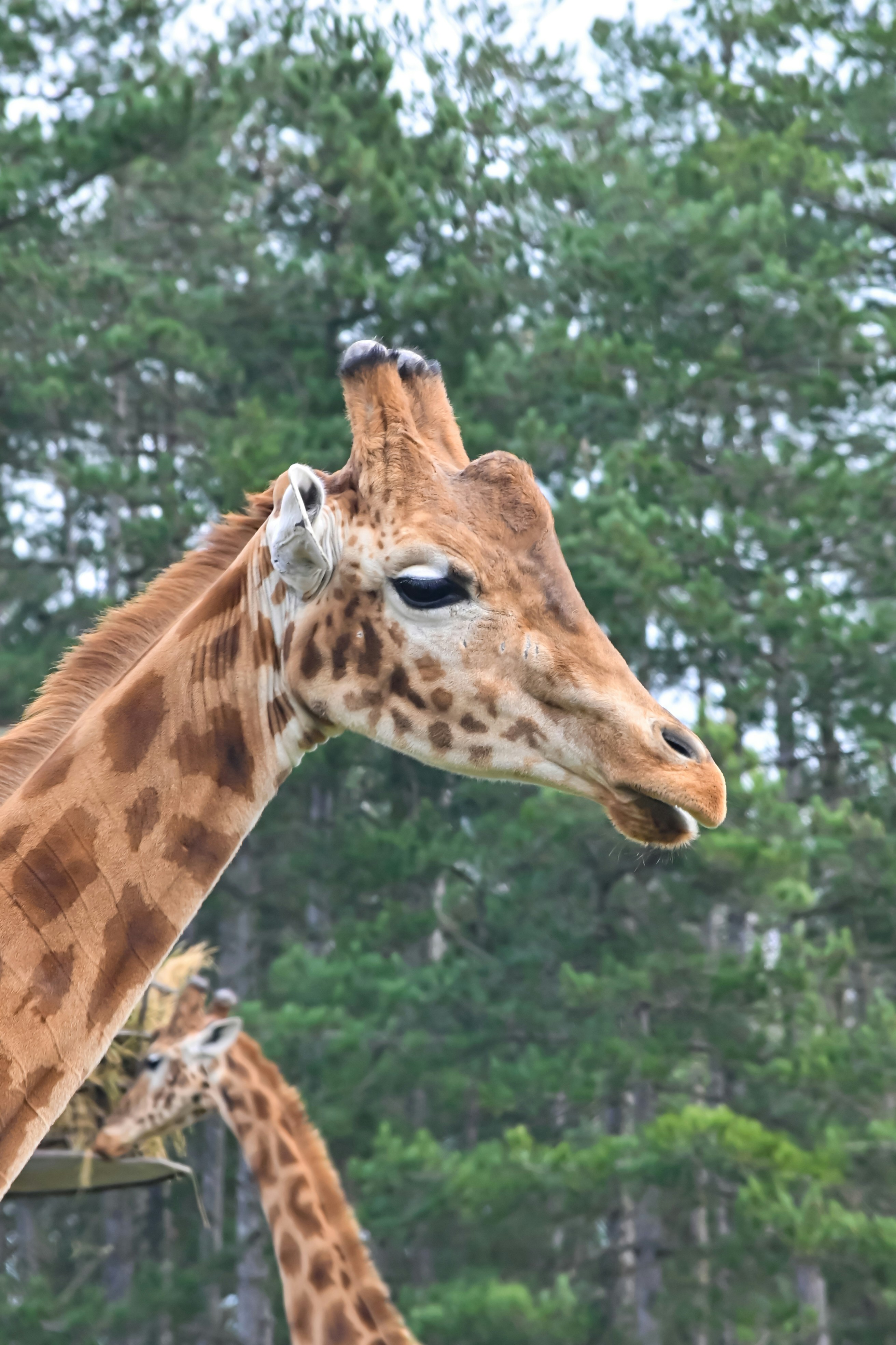 A giraffe poses gracefully against trees in the background.