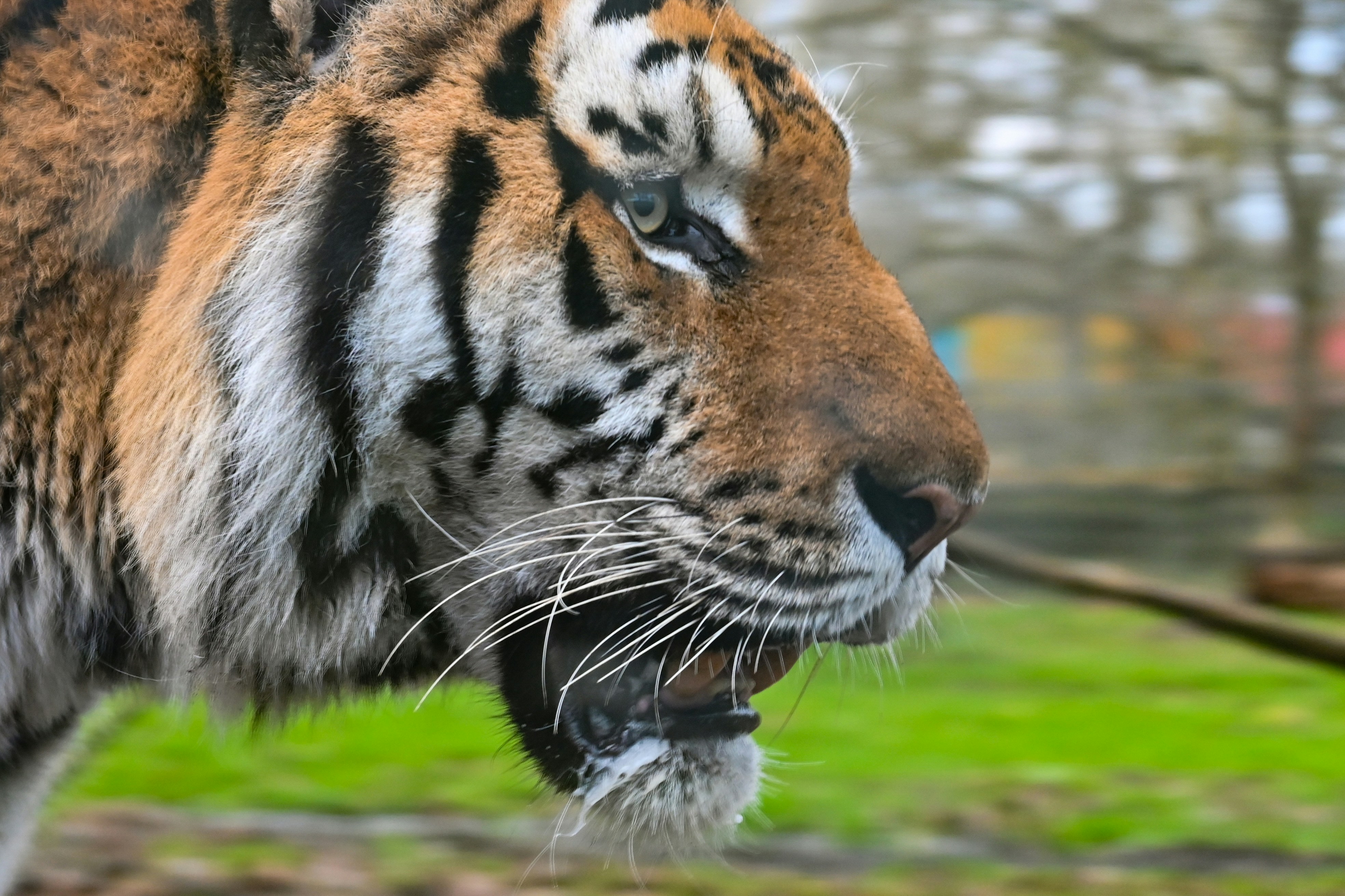A close-up portrait of a tiger.