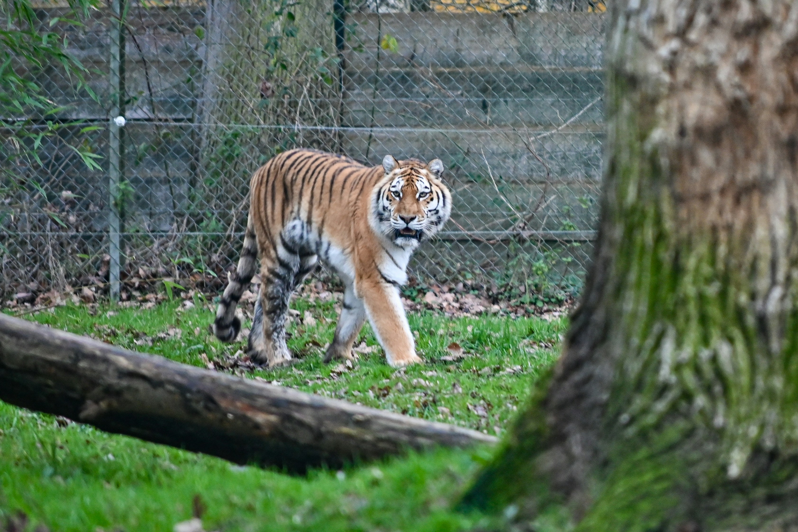A tiger is walking in a grassy enclosure.