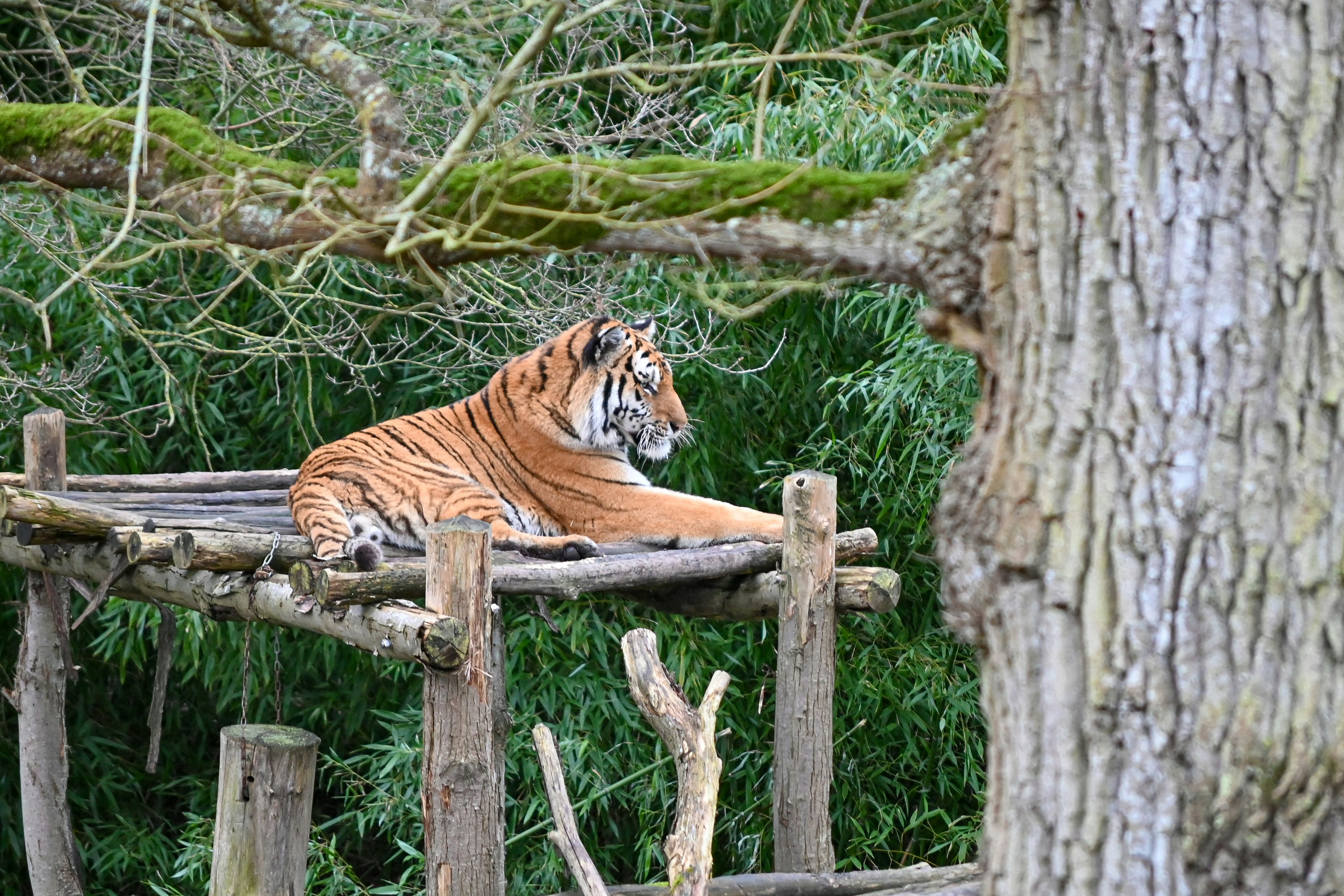 A tiger lounges on a wooden platform.