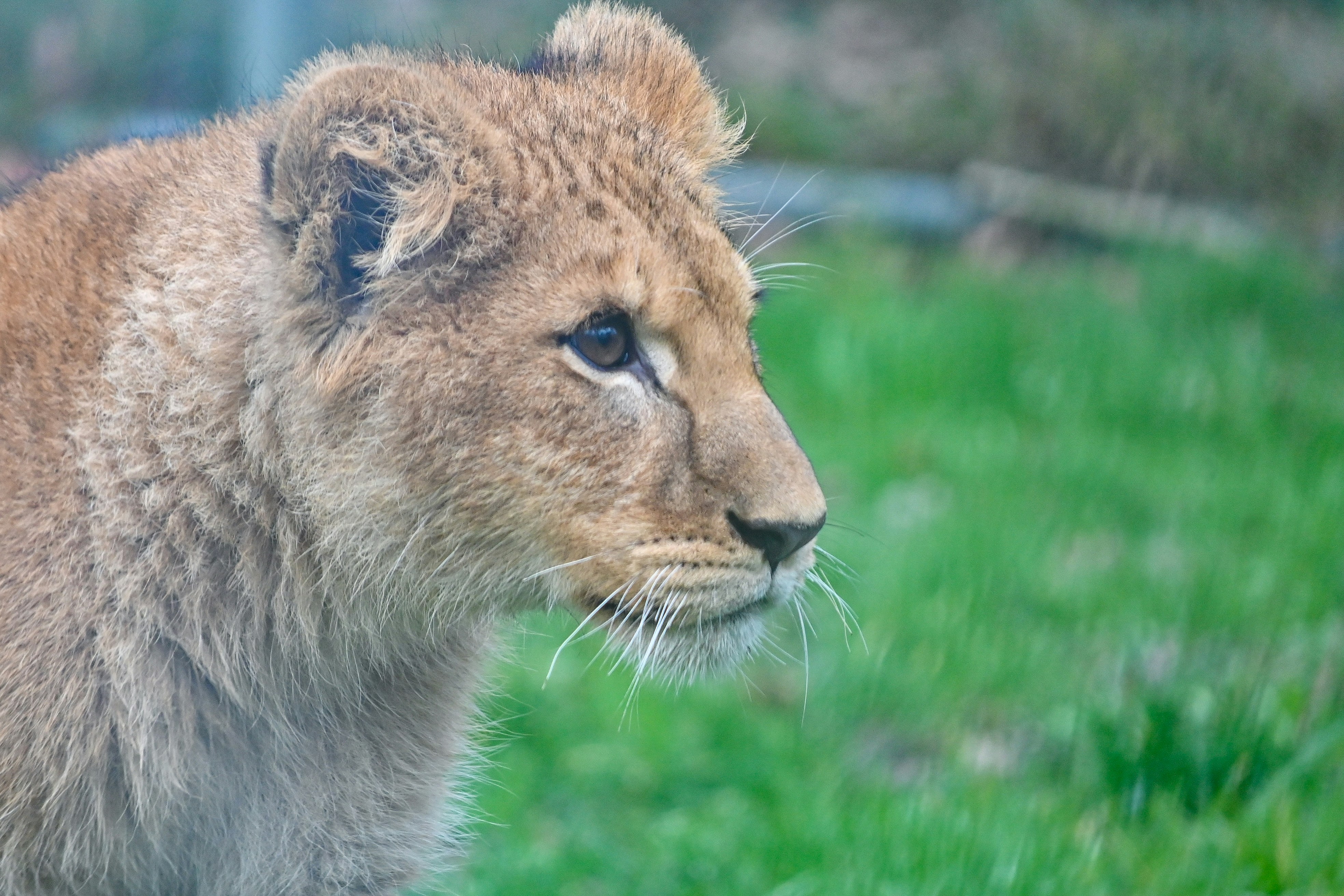 A cute lion cub looks off to the side.