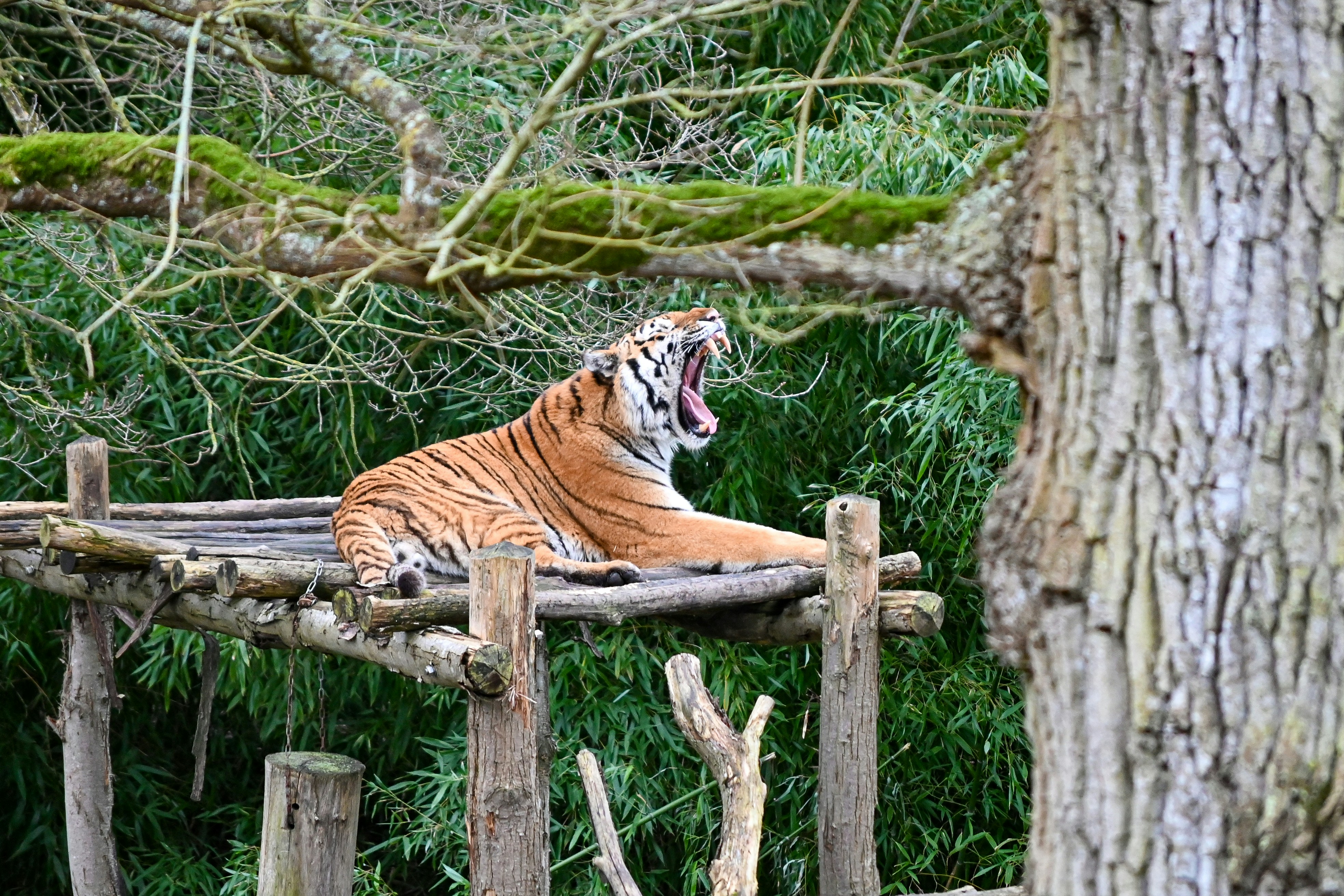 A tiger yawns while resting on a platform.