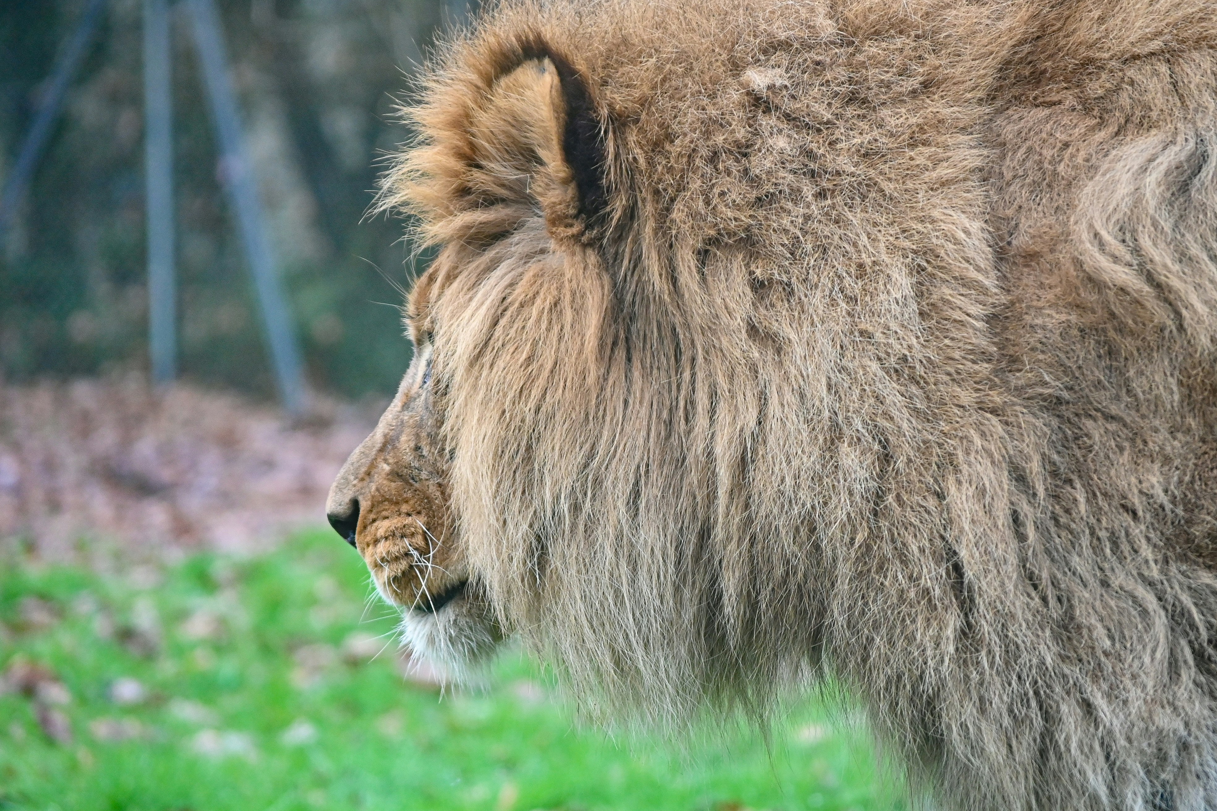 Lion's Mane for Athletes: Clearing Brain Fog After Hard Workouts