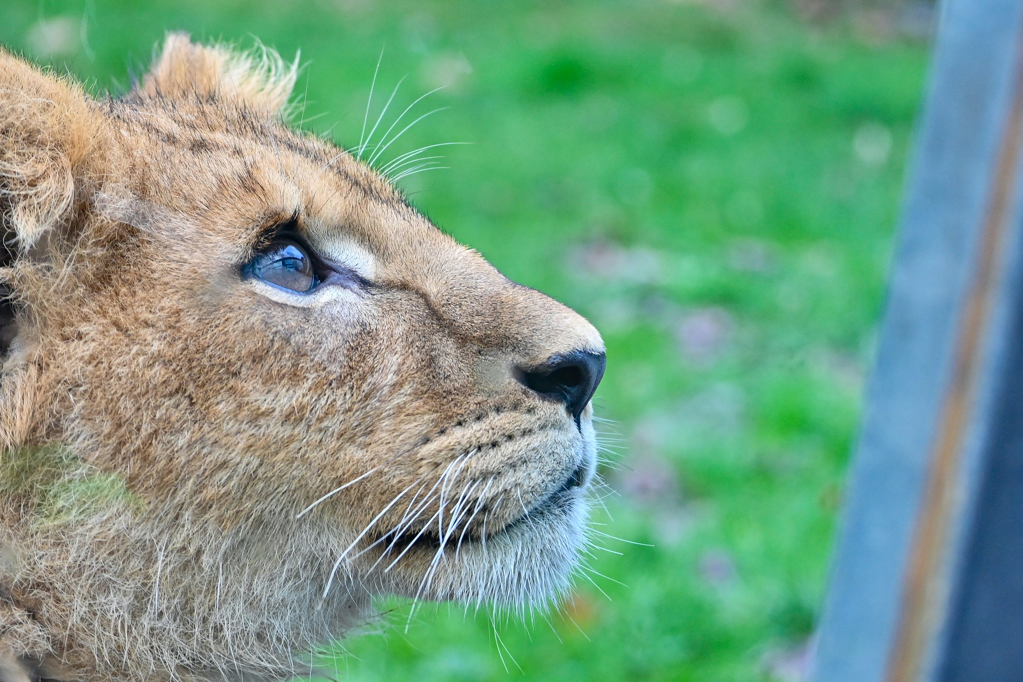 A young lion cub looks toward something.