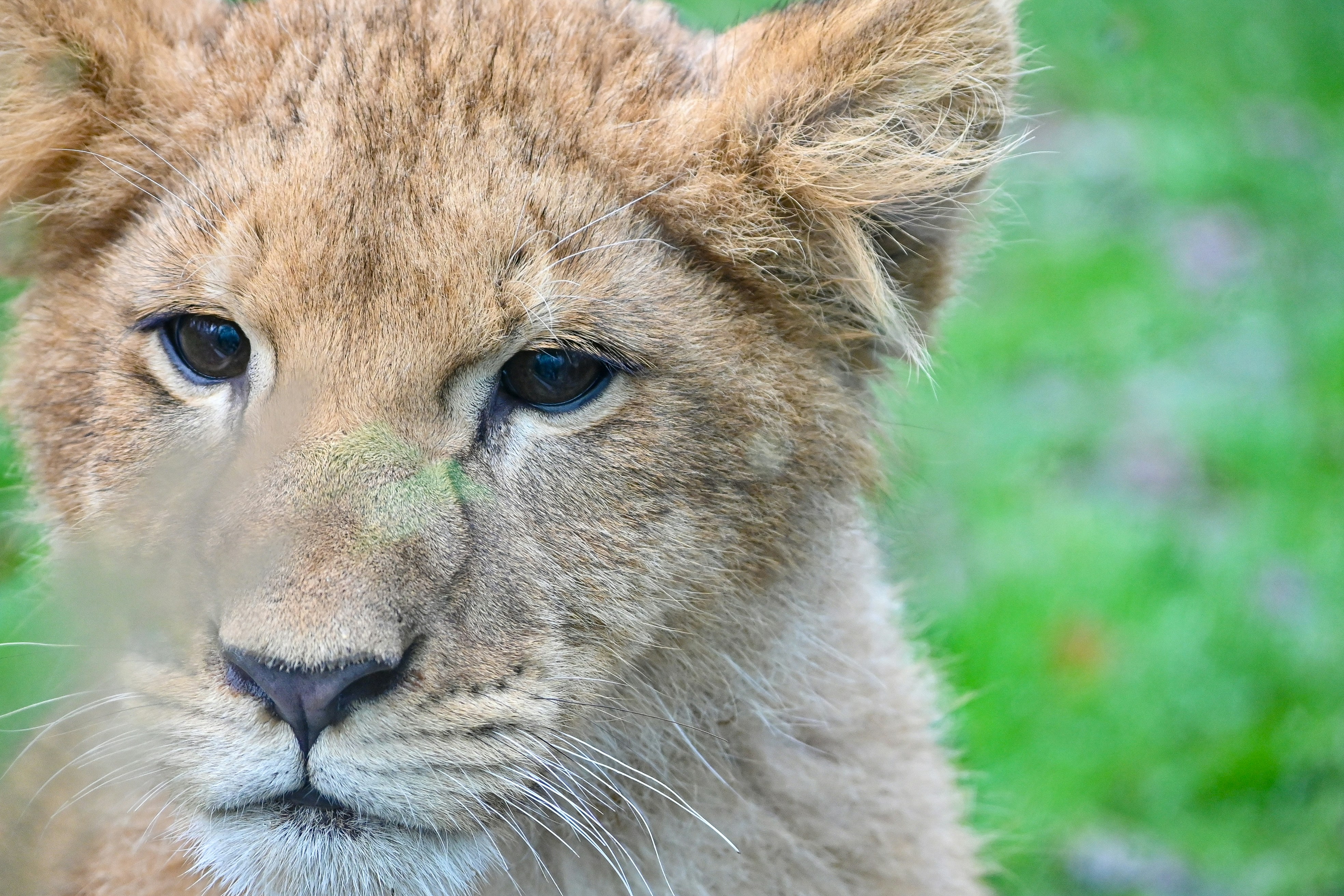 Photo by oscarbrouchot