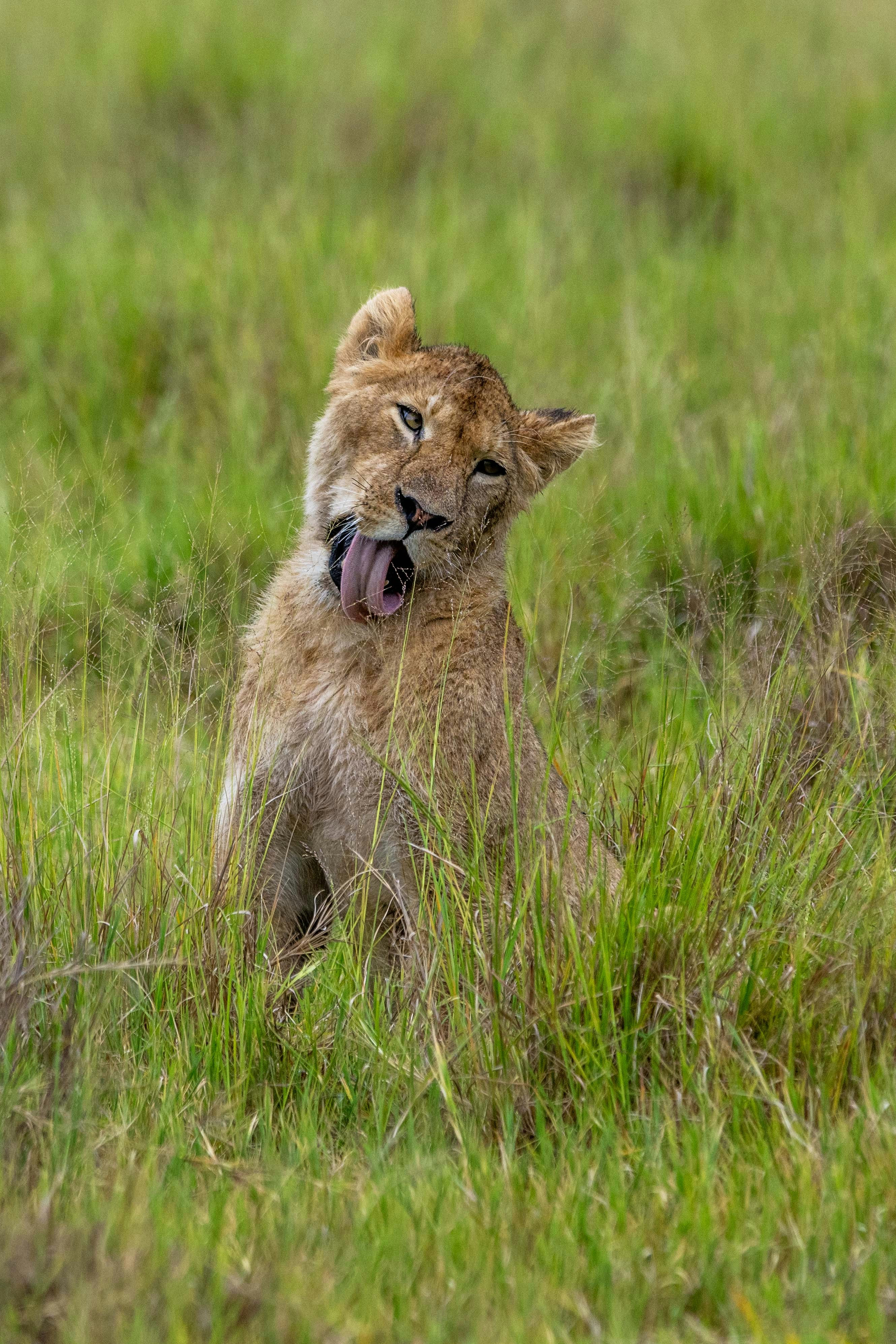 A young lion cub licks its mouth.