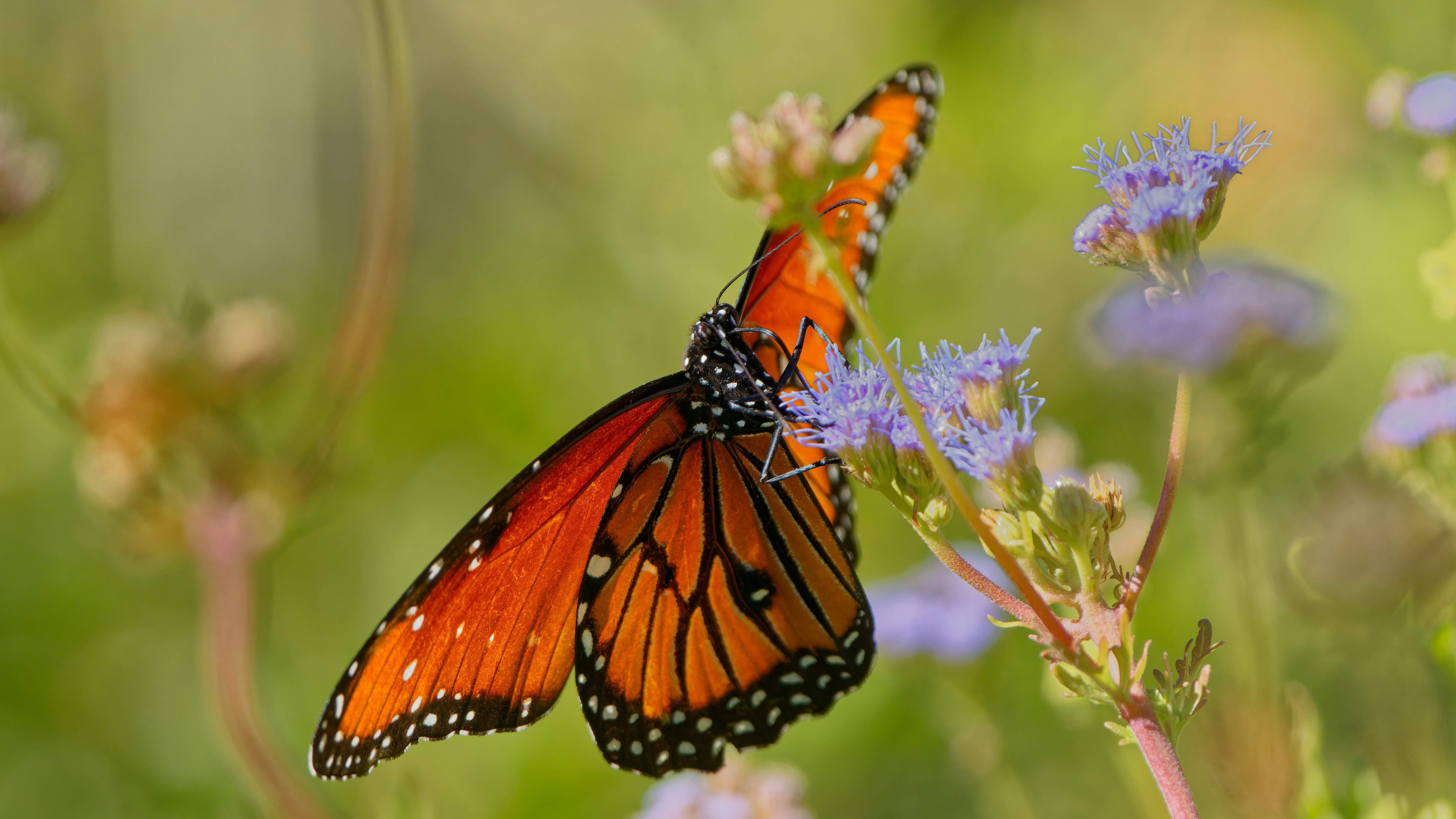 Photo by patrickbigelow_zoom_in