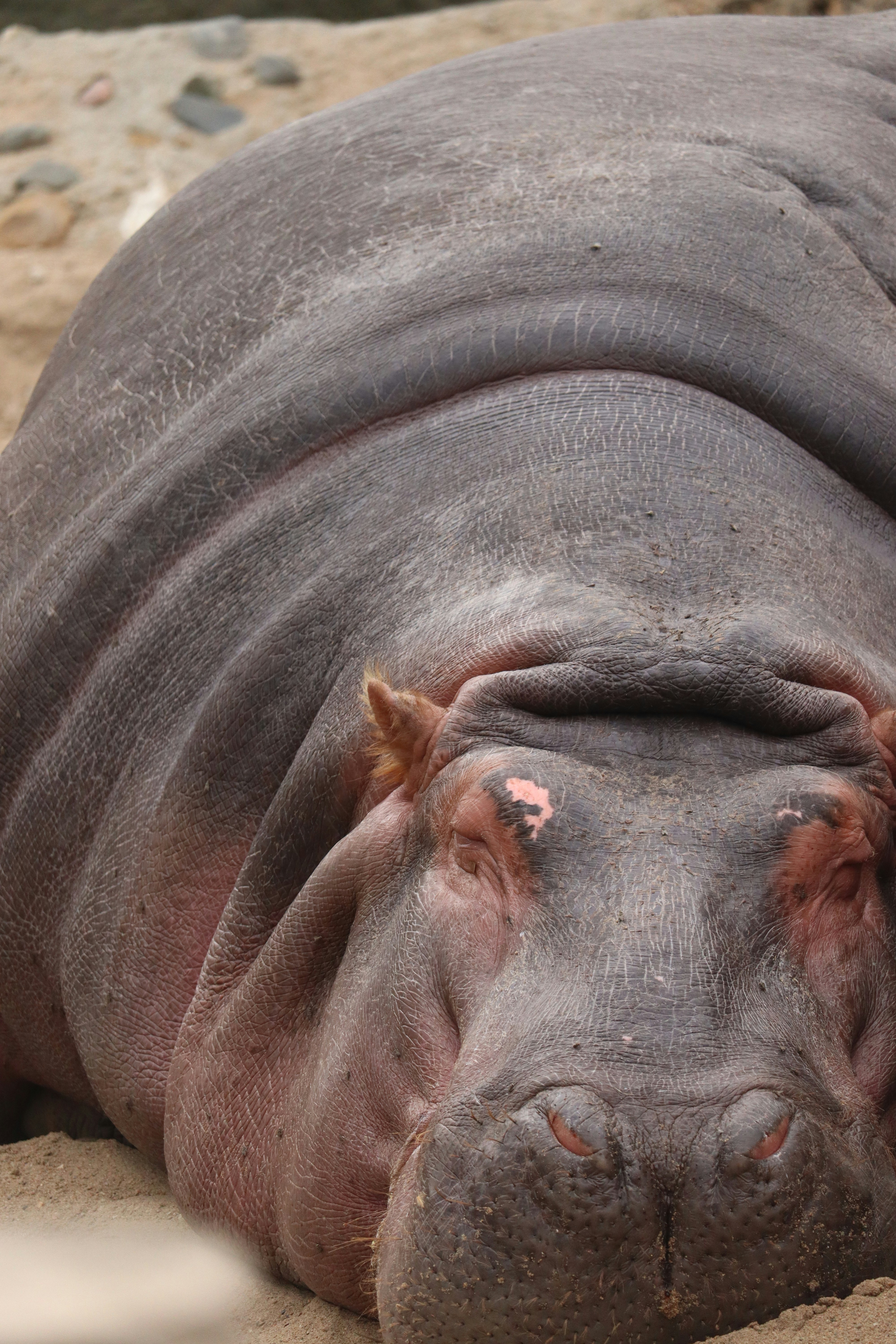 Photo by siwakotiutsav