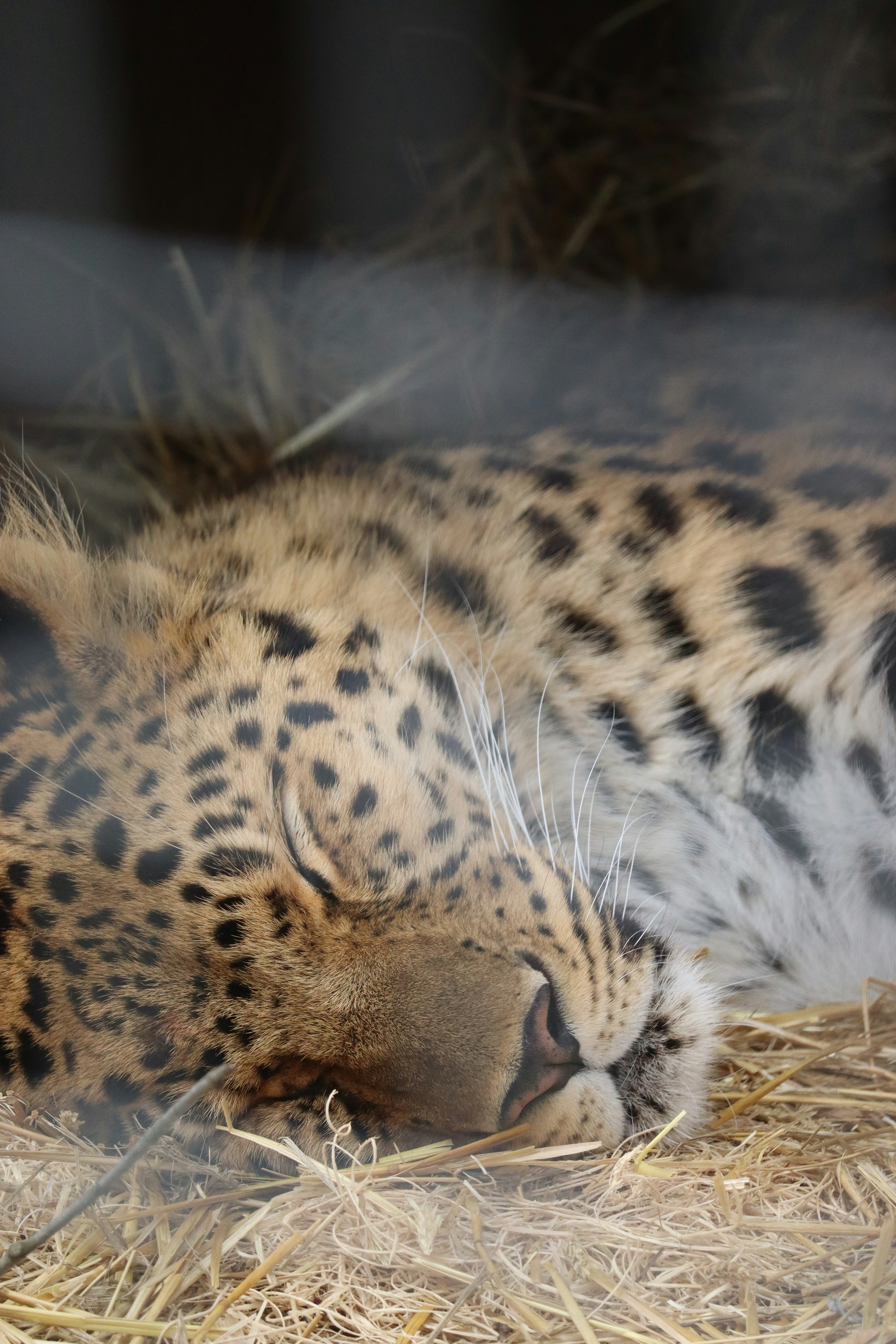 Photo by siwakotiutsav