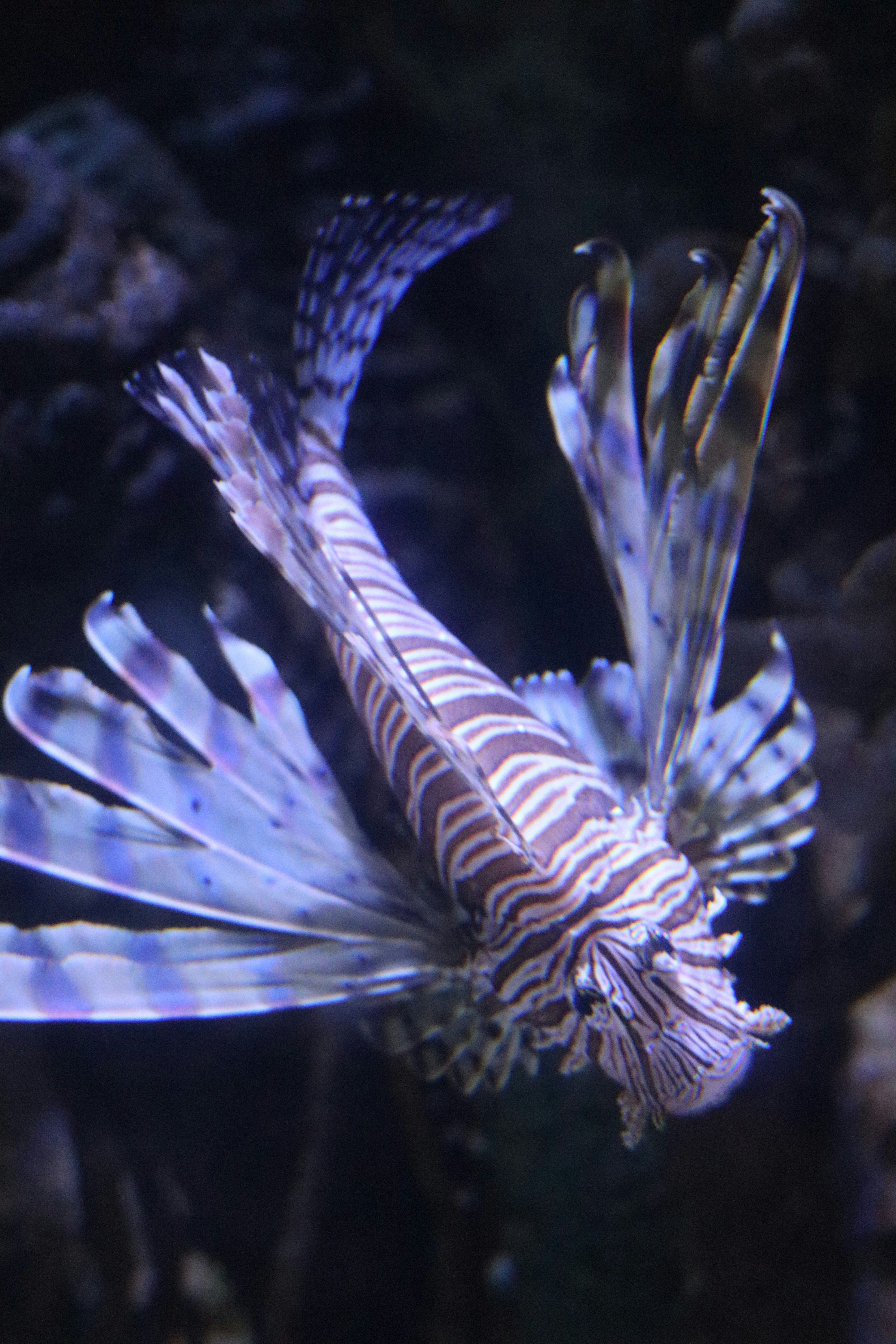 Photo by siwakotiutsav