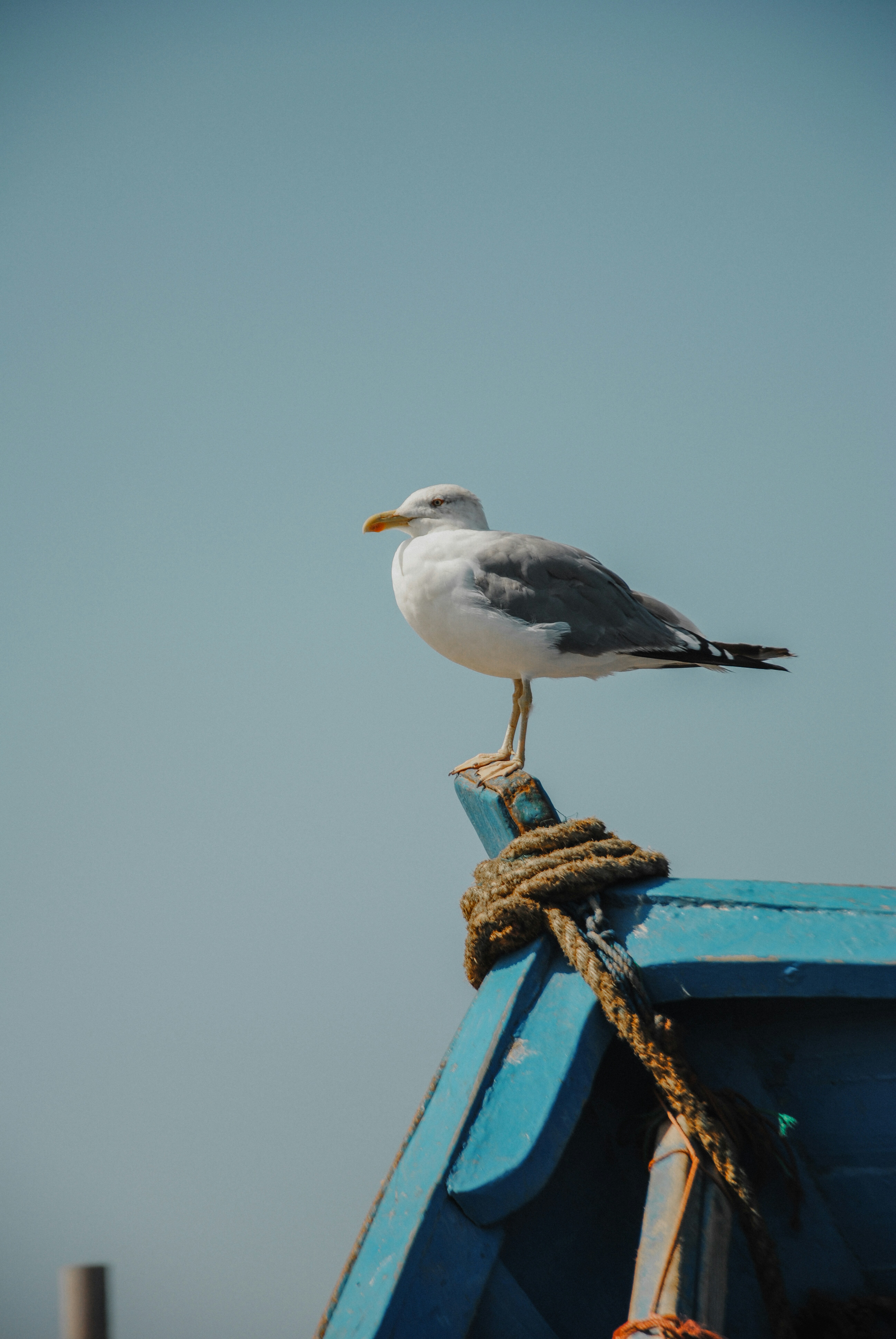 Photo by tommasodelton