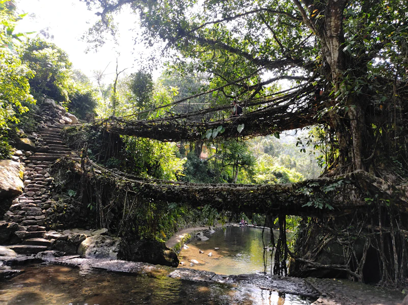 A living root bridge spanning a forest stream in Meghalaya