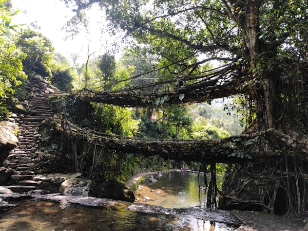 Double Decker Living Root Bridge Meghalaya