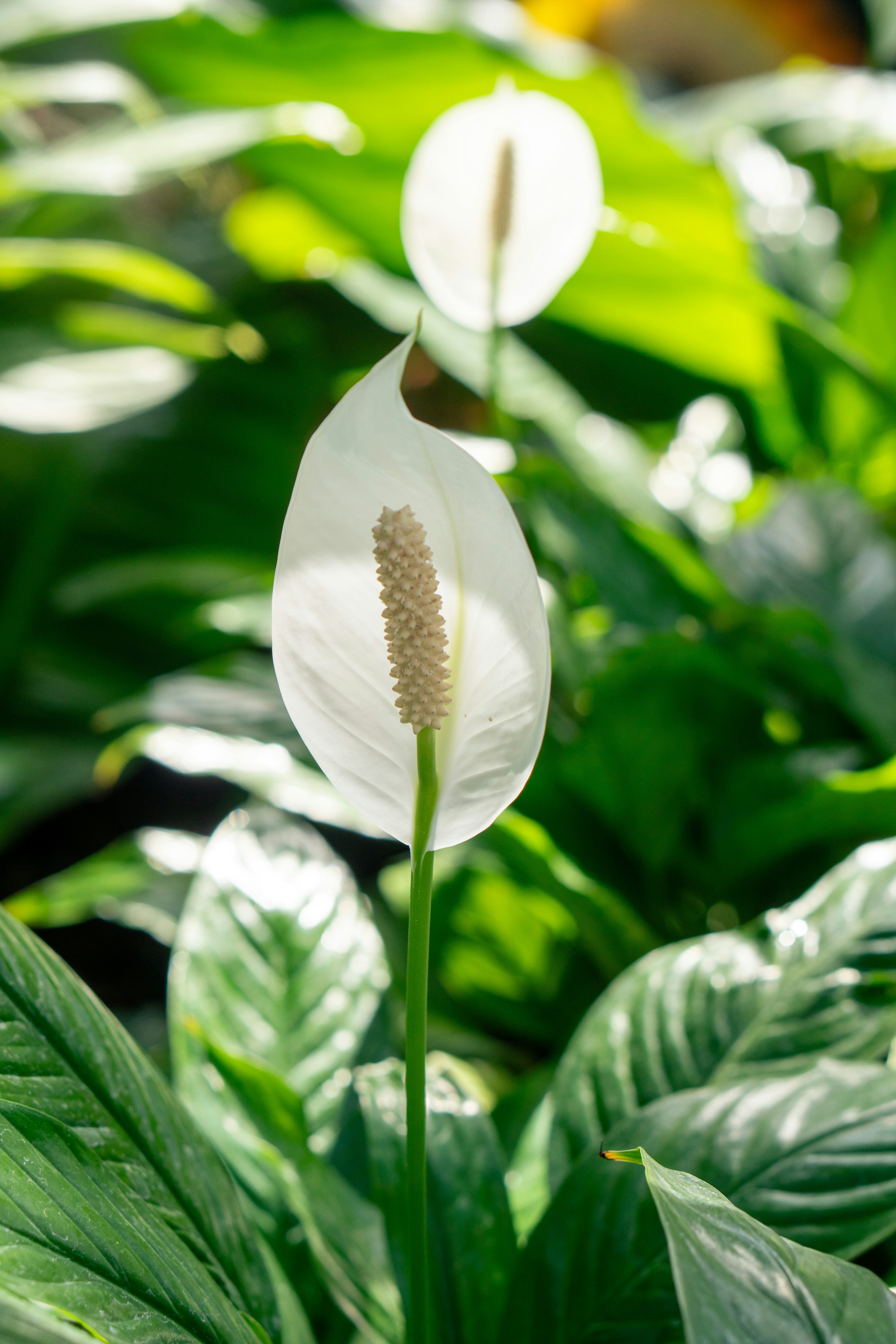 Peace lilies with bright white flowers are visible.