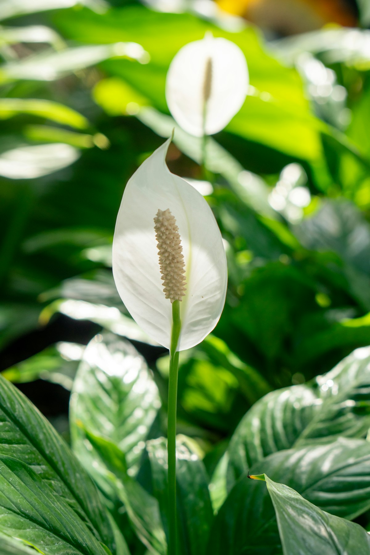 Piante Fiorite - Immagine 3