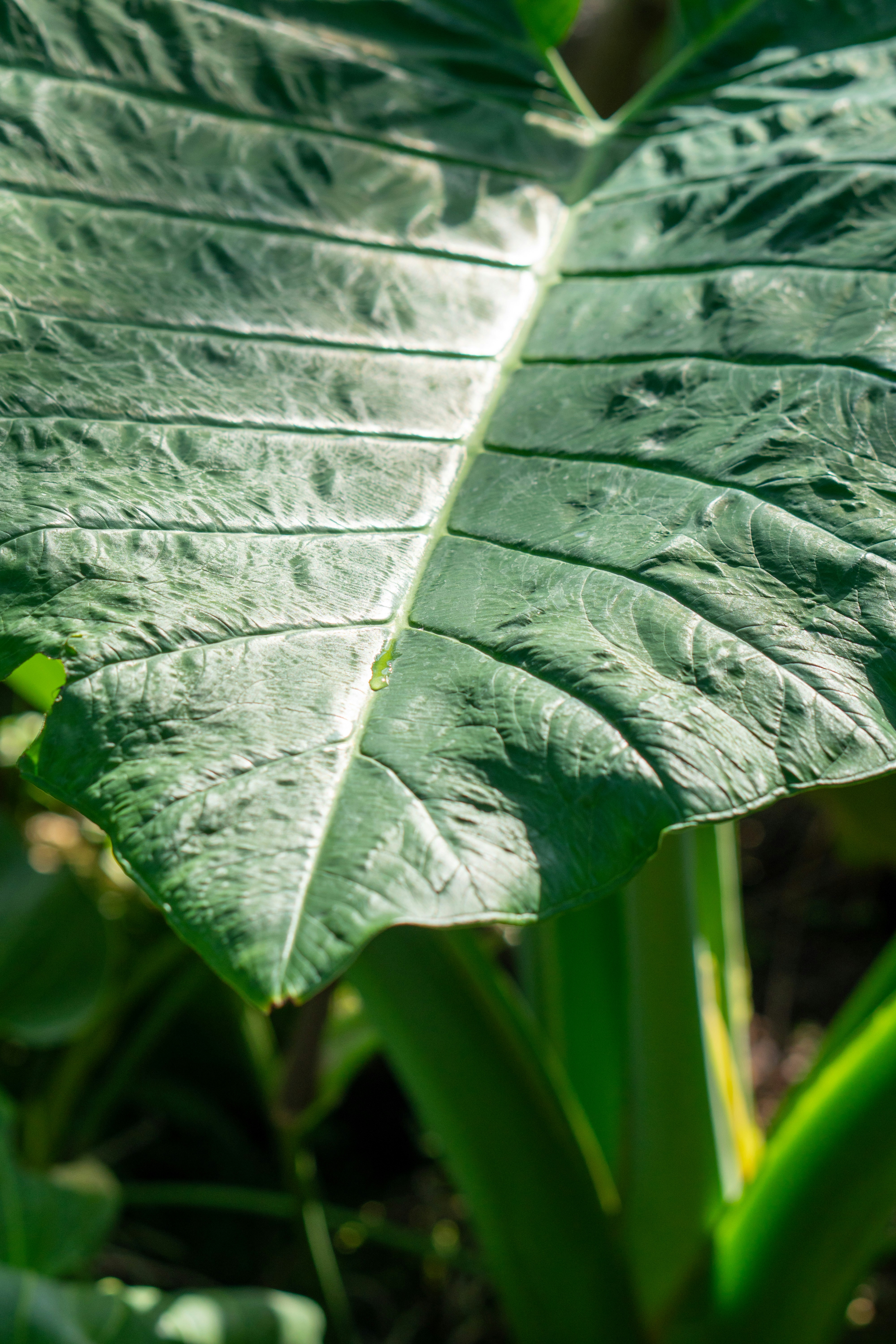 A close-up shows a giant, textured leaf.