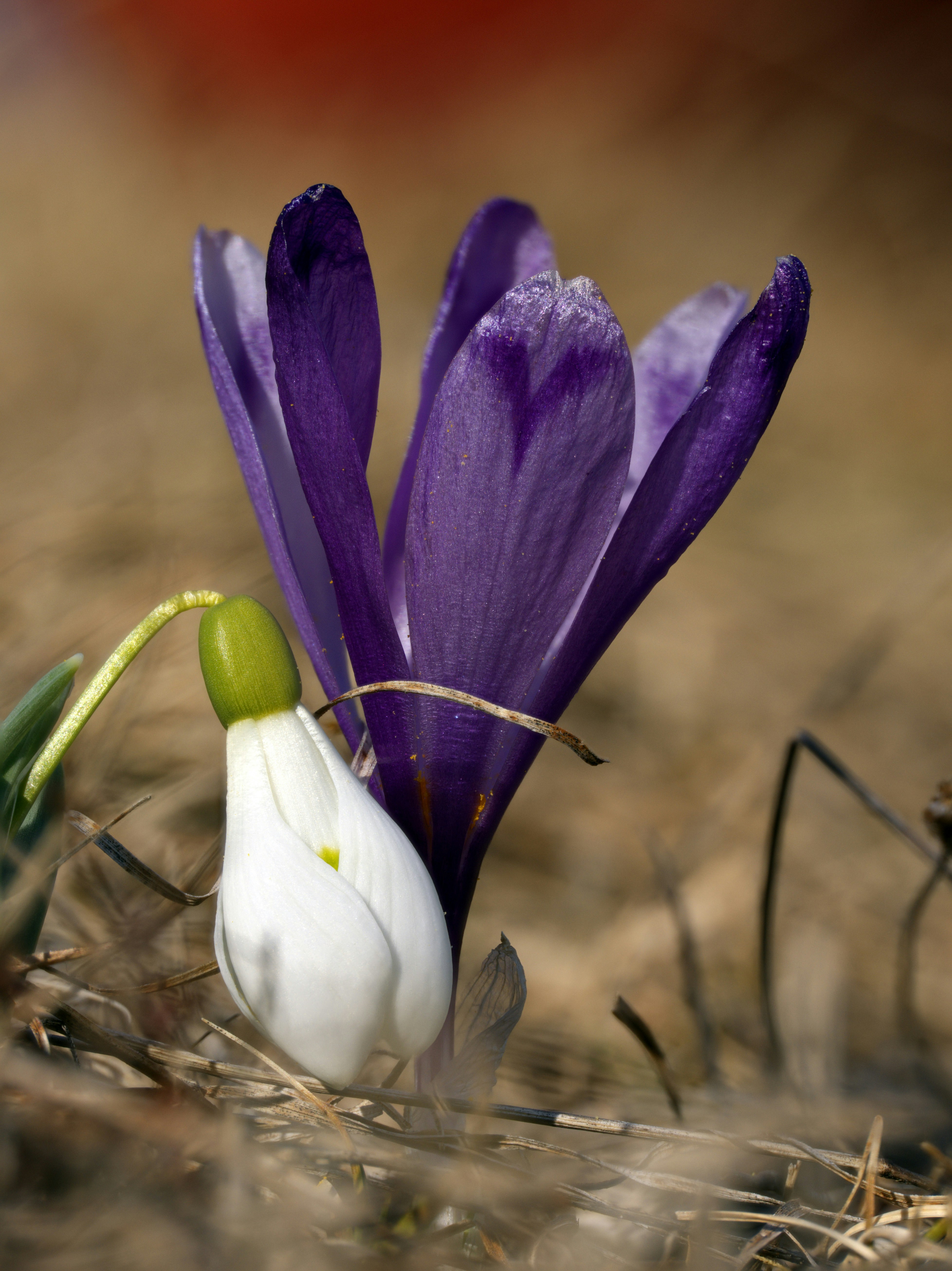 Purple crocus and snowdrop flowers bloom together.