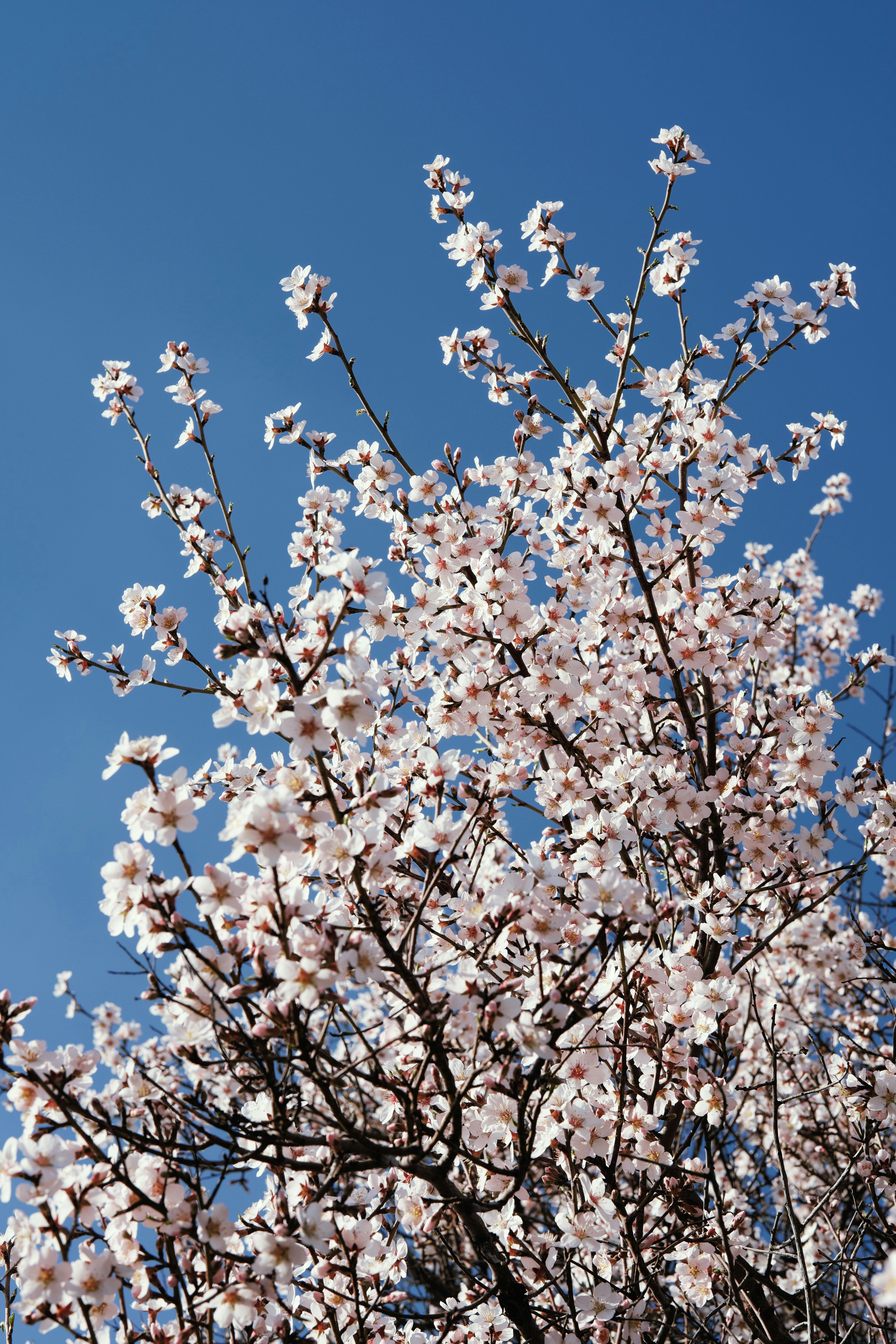 Blooming tree branches against a clear blue sky.