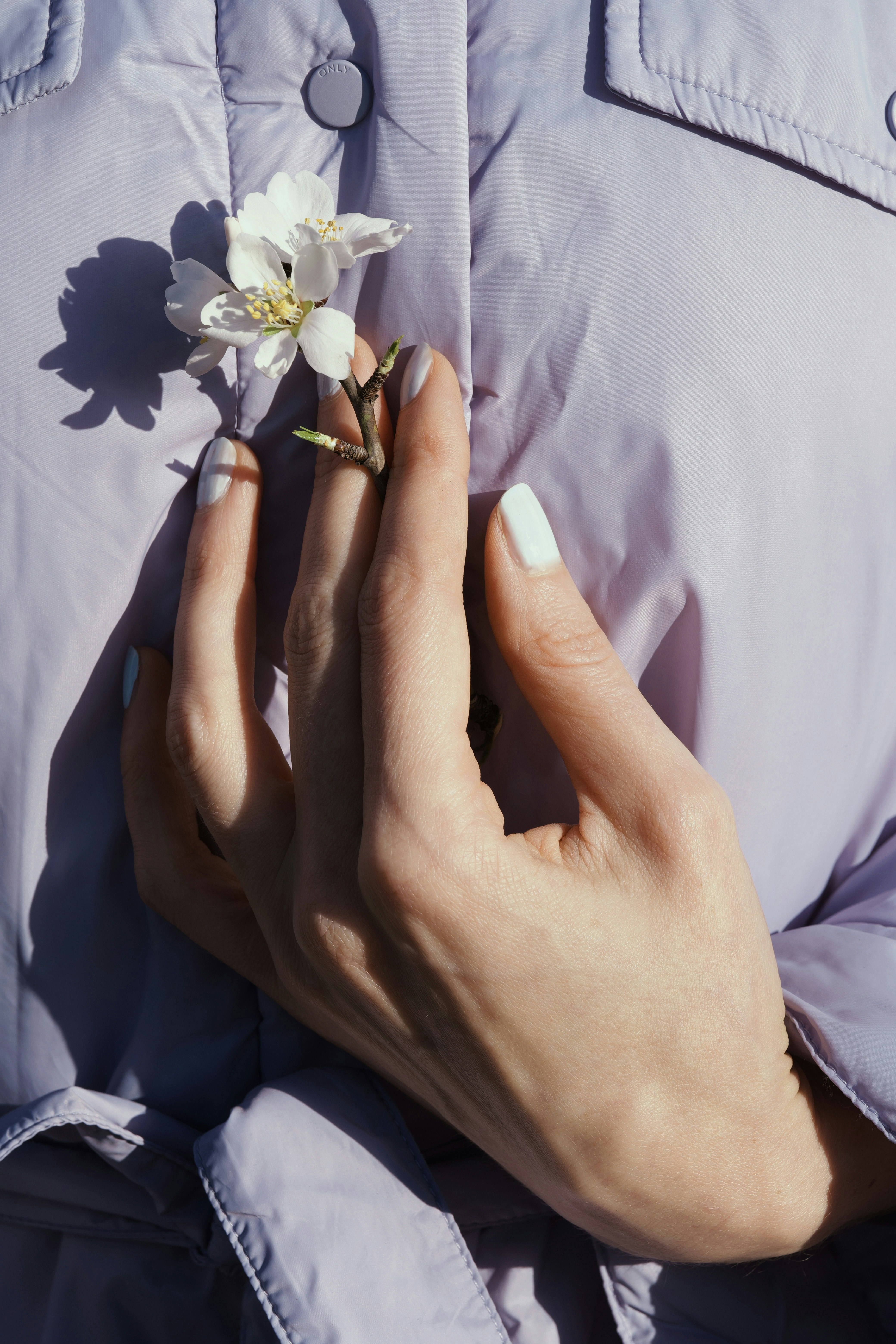 Hand holding a flower against a lavender jacket.